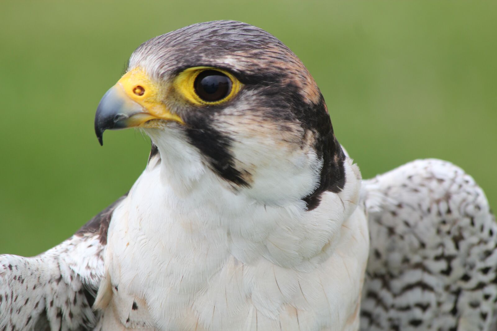 Canon EOS 550D (EOS Rebel T2i / EOS Kiss X4) sample photo. Falcon, bird, predator photography