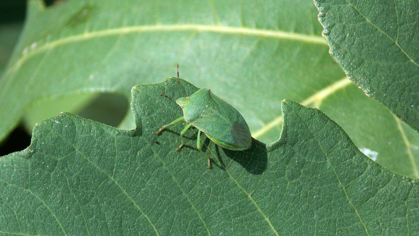 Nikon Coolpix L810 sample photo. Groene schildwants, groene stinkwants photography