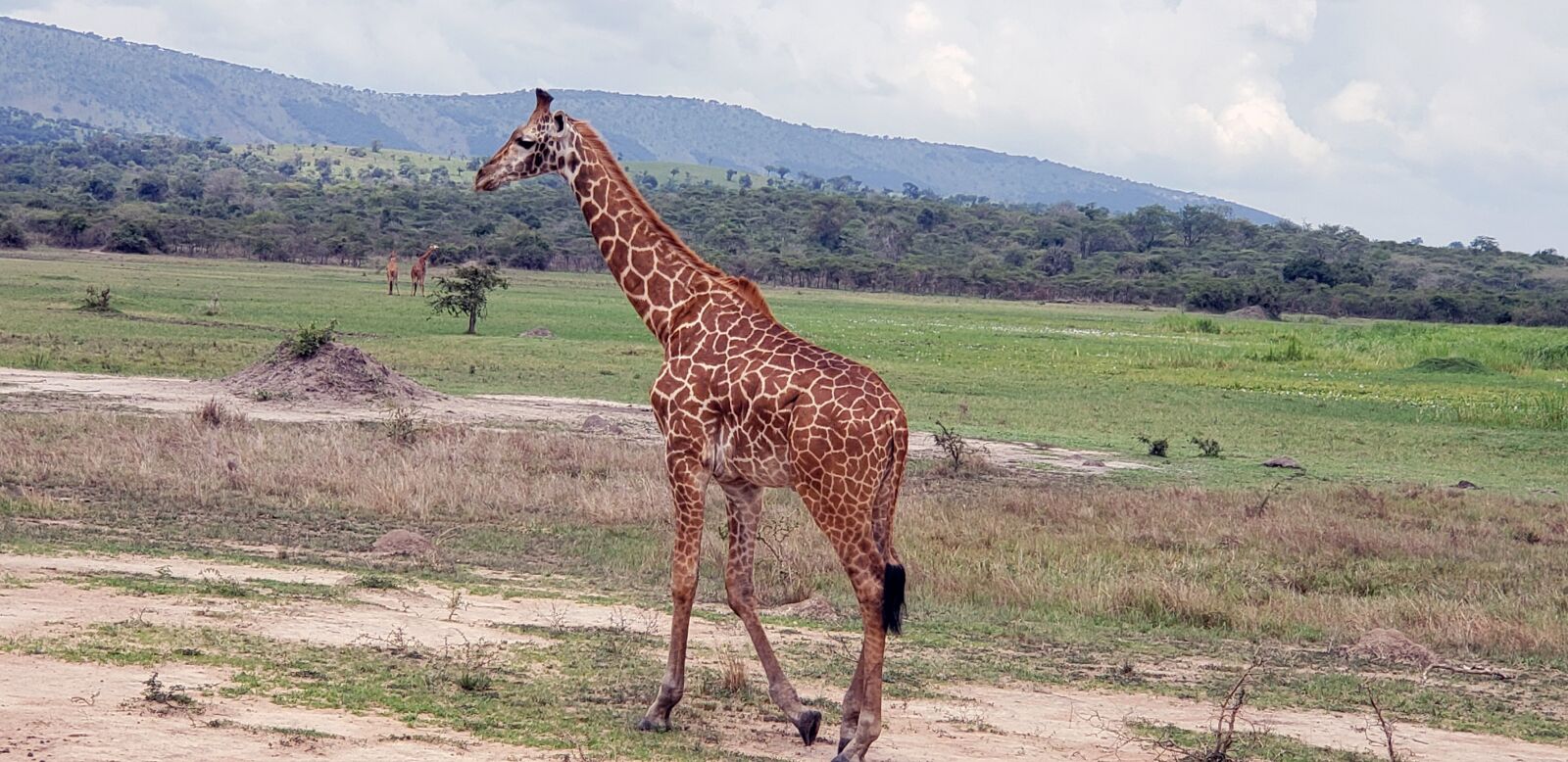 Samsung Galaxy Note9 sample photo. Giraffe, africa, animal photography