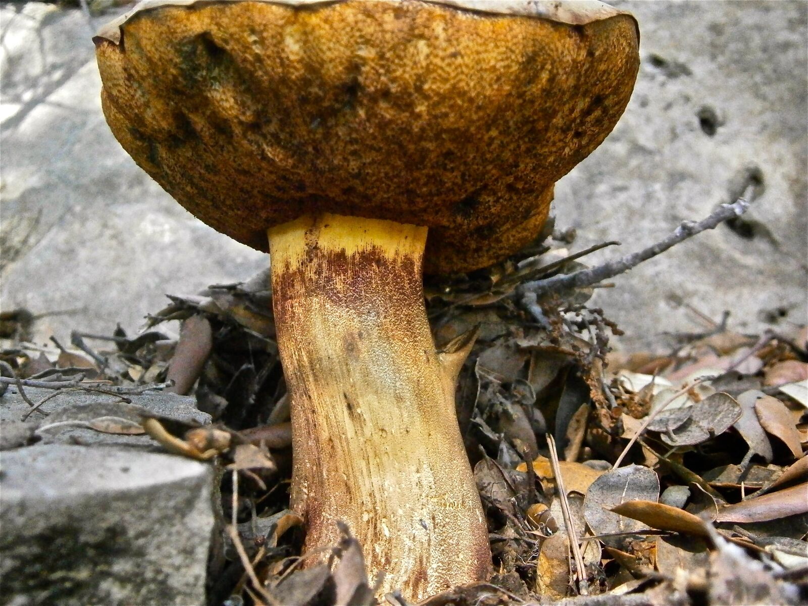 Olympus VG160,X990,D745 sample photo. Mushrooms, fungi, boletus photography