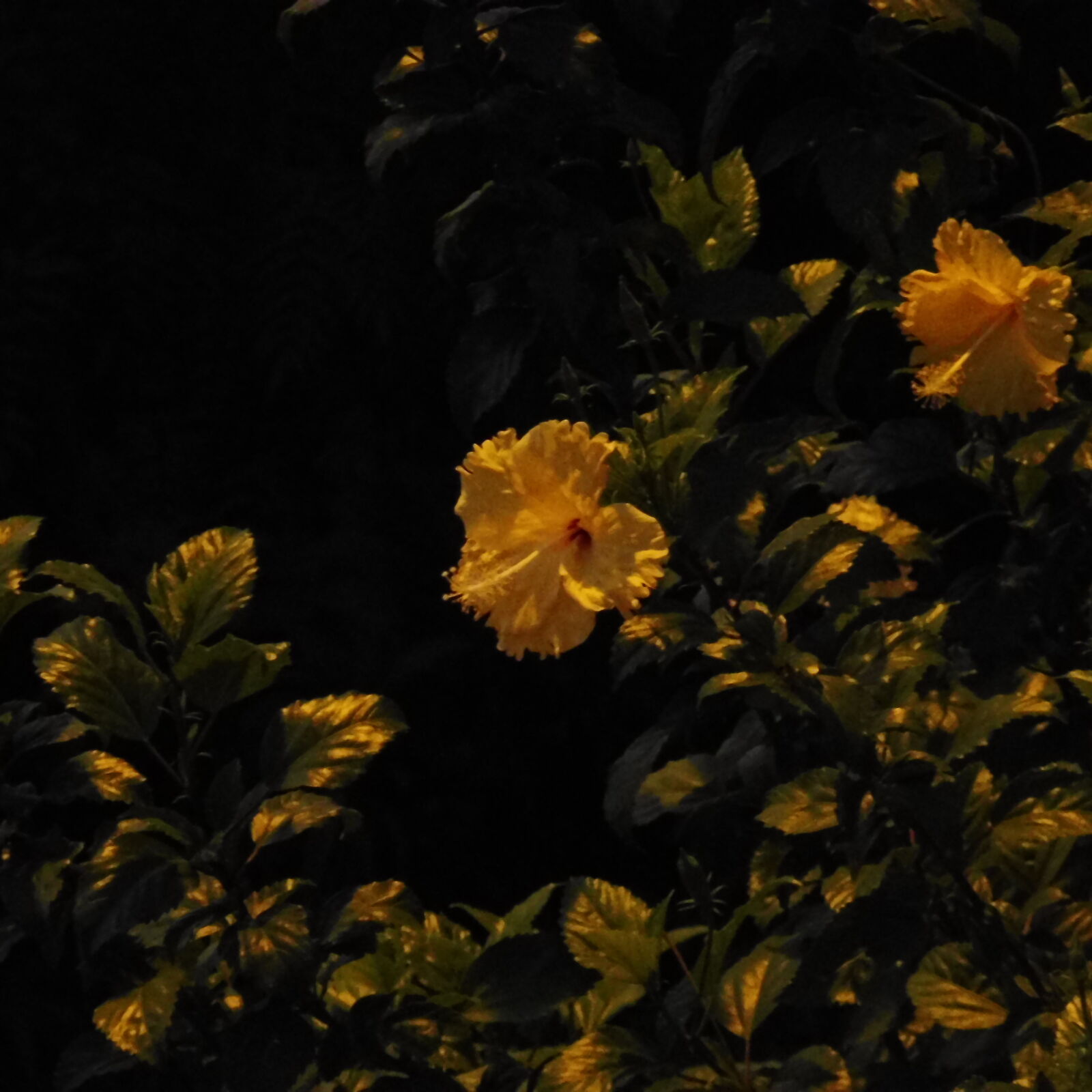 Panasonic Lumix DMC-ZS45 (Lumix DMC-TZ57) sample photo