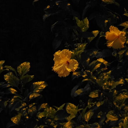 確認用　TC成長例　参考写真 Panasonic Lumix DMC-ZS45 (Lumix DMC-TZ57) sample photos - ExploreCams