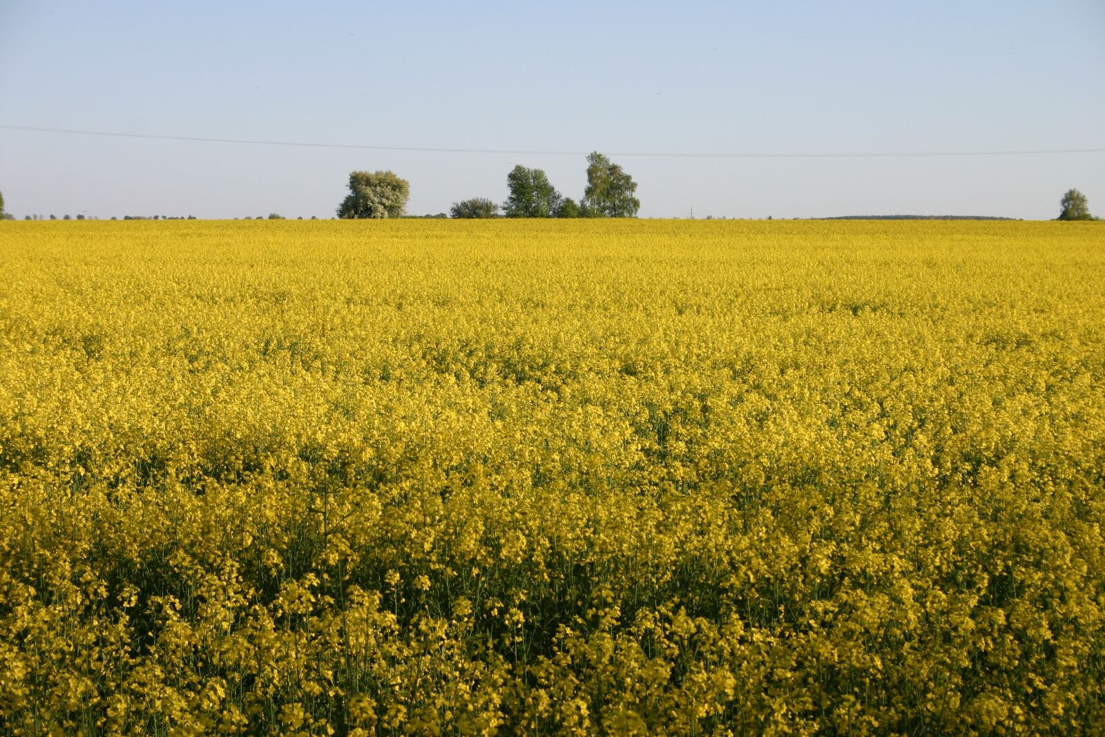 Canon EOS 300D (EOS Digital Rebel / EOS Kiss Digital) sample photo. Rapeseed, the cultivation of photography
