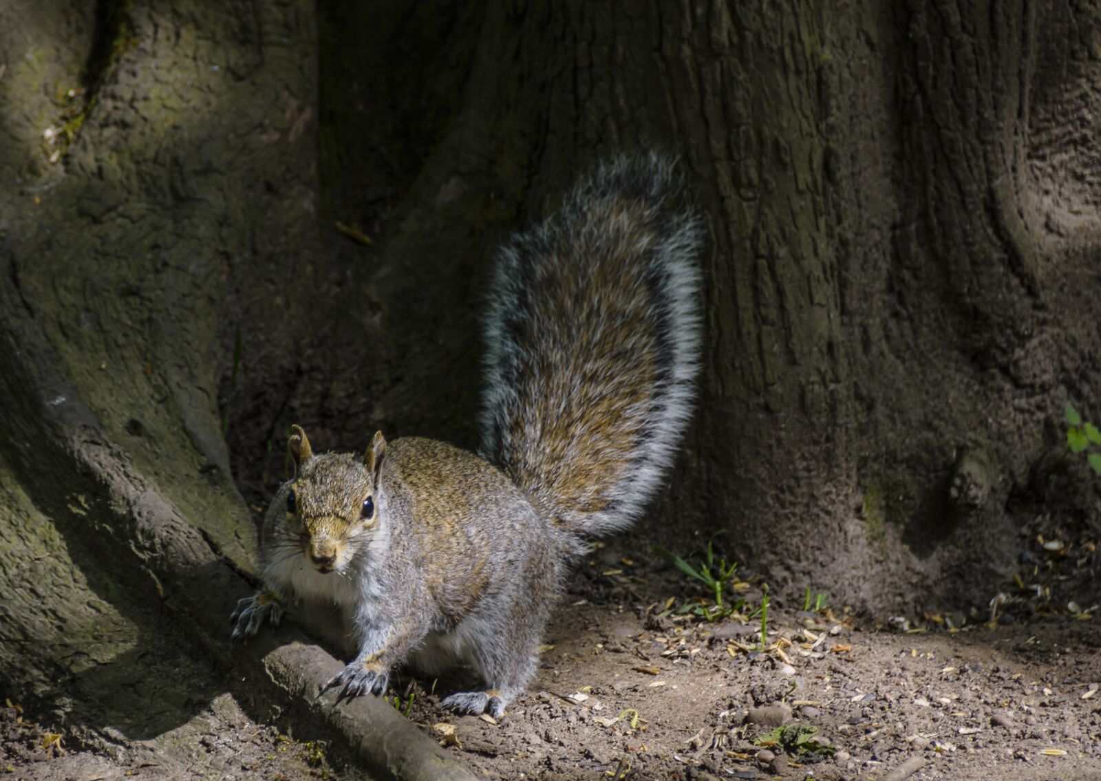 Nikon D7200 sample photo. Squirrel, animal, rodent photography