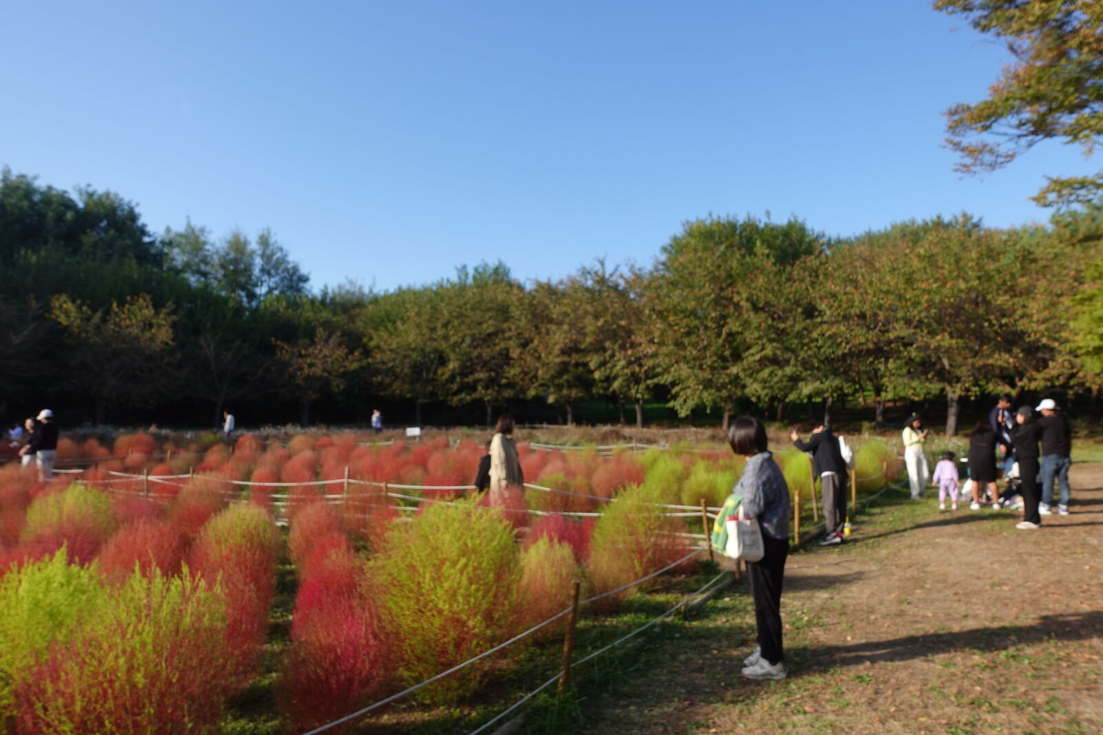 Sony ZV-1 sample photo