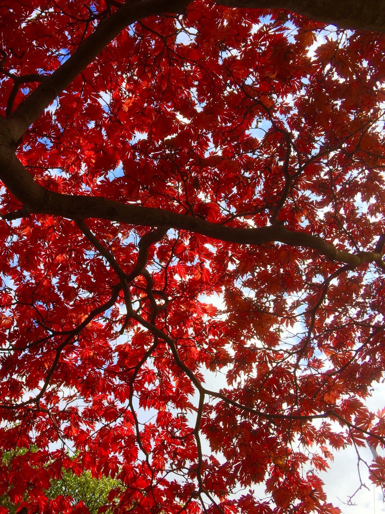 iPhone 5s back camera 4.15mm f/2.2 sample photo. Leaves, autumn, tree photography