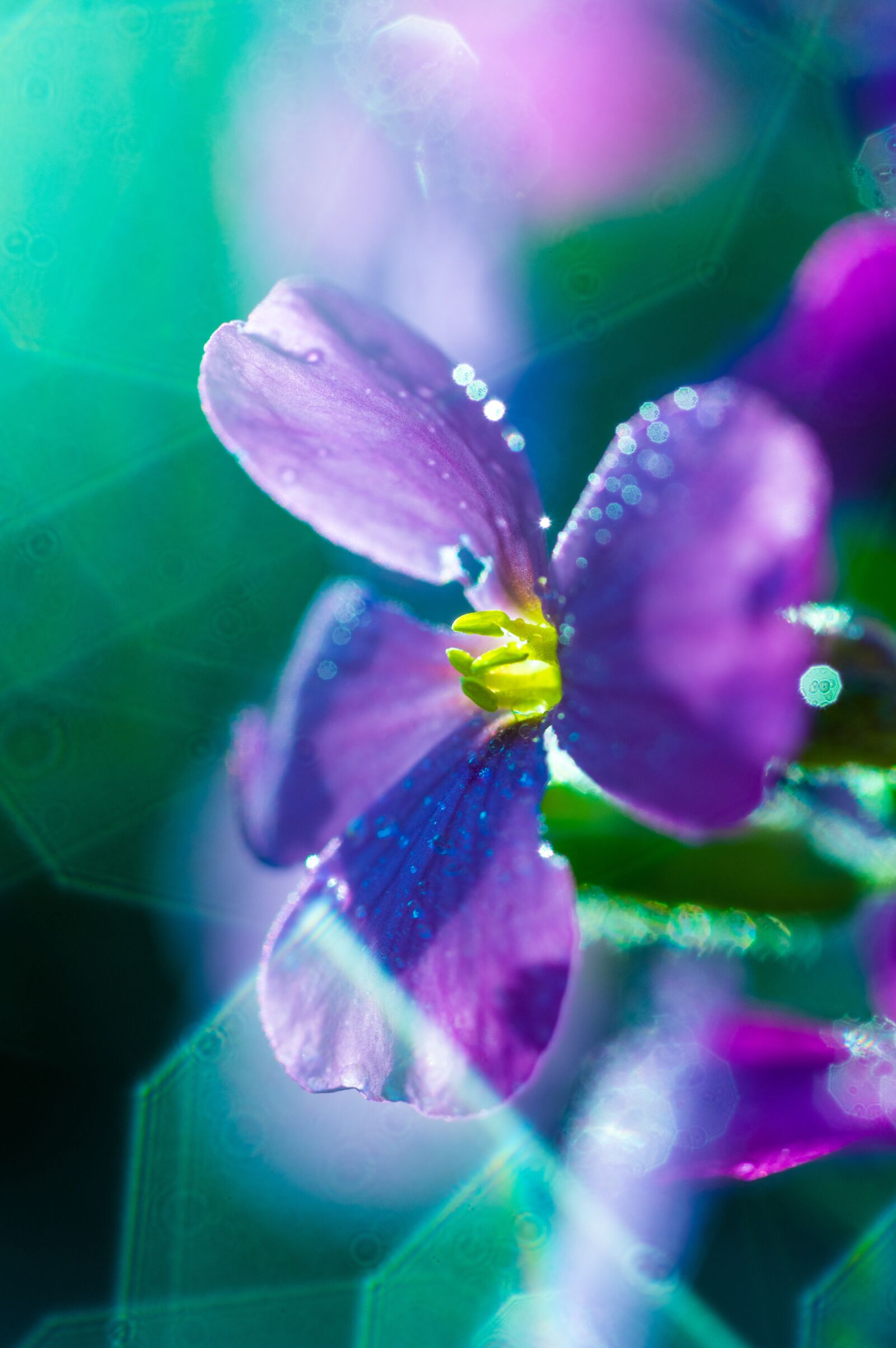 Pentax KP + Sigma sample photo. Blossom, bloom, flower photography
