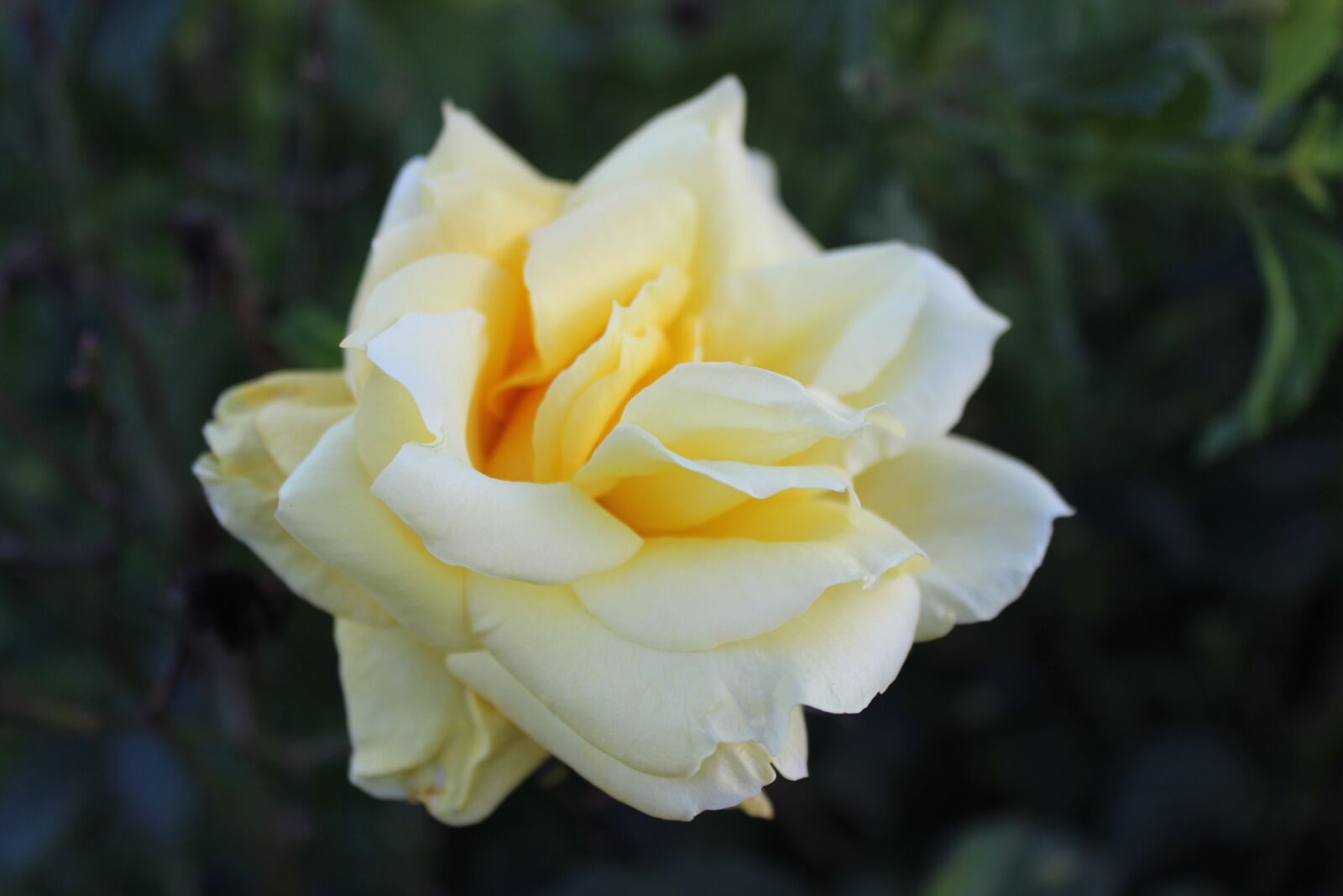 Canon EOS 600D (Rebel EOS T3i / EOS Kiss X5) sample photo. Yellow rose, flower, garden photography