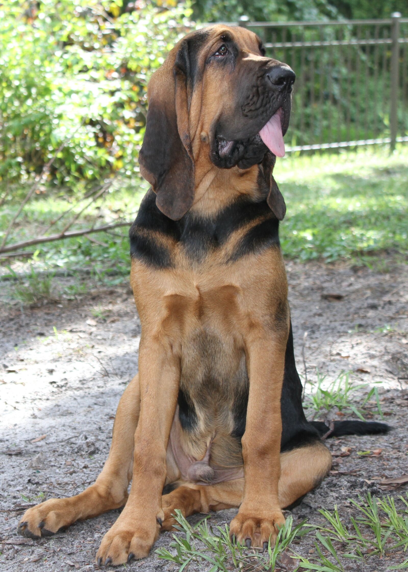 Canon EOS 7D sample photo. Bloodhound, black, tan photography