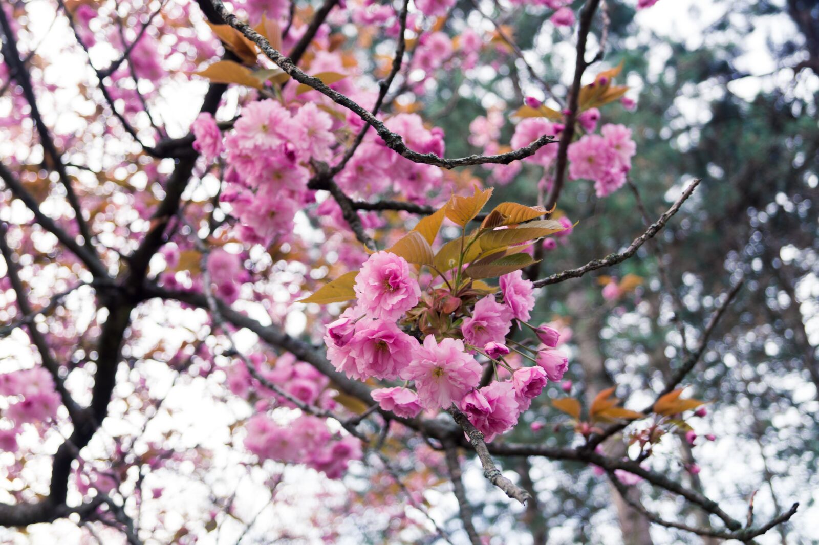 Sony SLT-A58 sample photo. Flowers, tree, spring photography