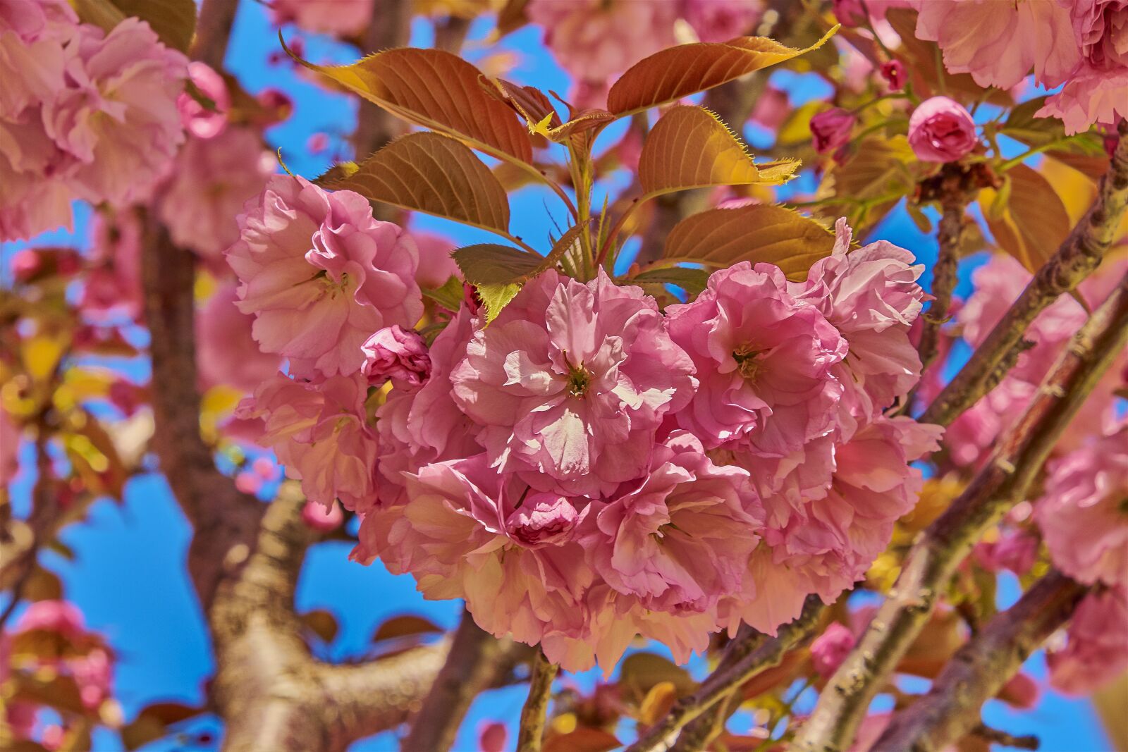 Nikon D7200 sample photo. Flower, cherry, tree photography
