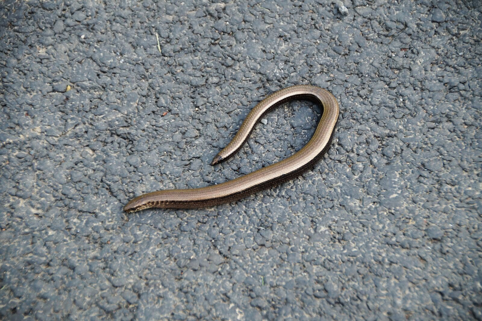 Sony SLT-A58 sample photo. Slow-worm, snake, lizard photography