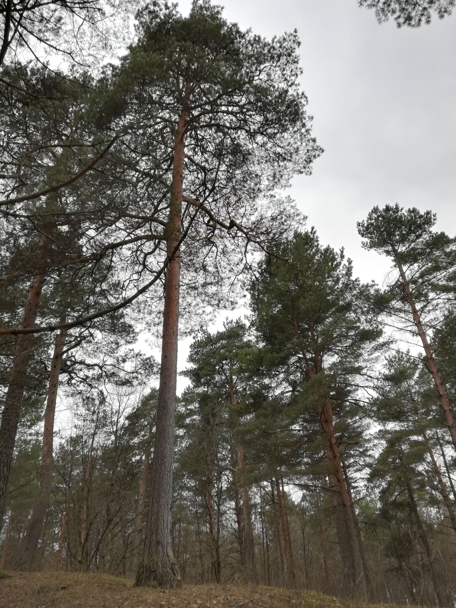 HUAWEI P10 lite sample photo. Forest, pine, coniferous photography