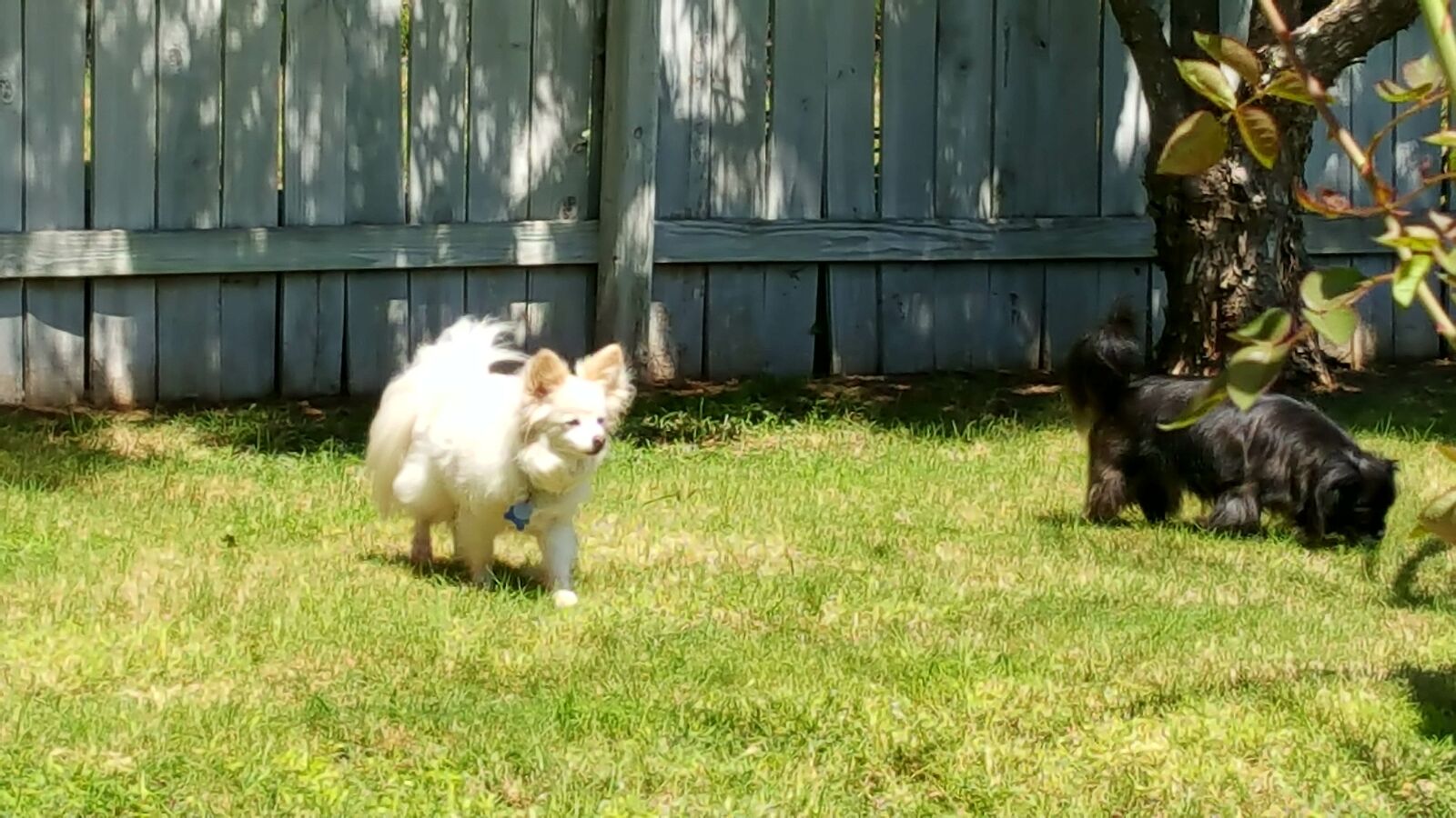 Samsung Galaxy Note5 sample photo. Adventure, animal, photography, backyard photography