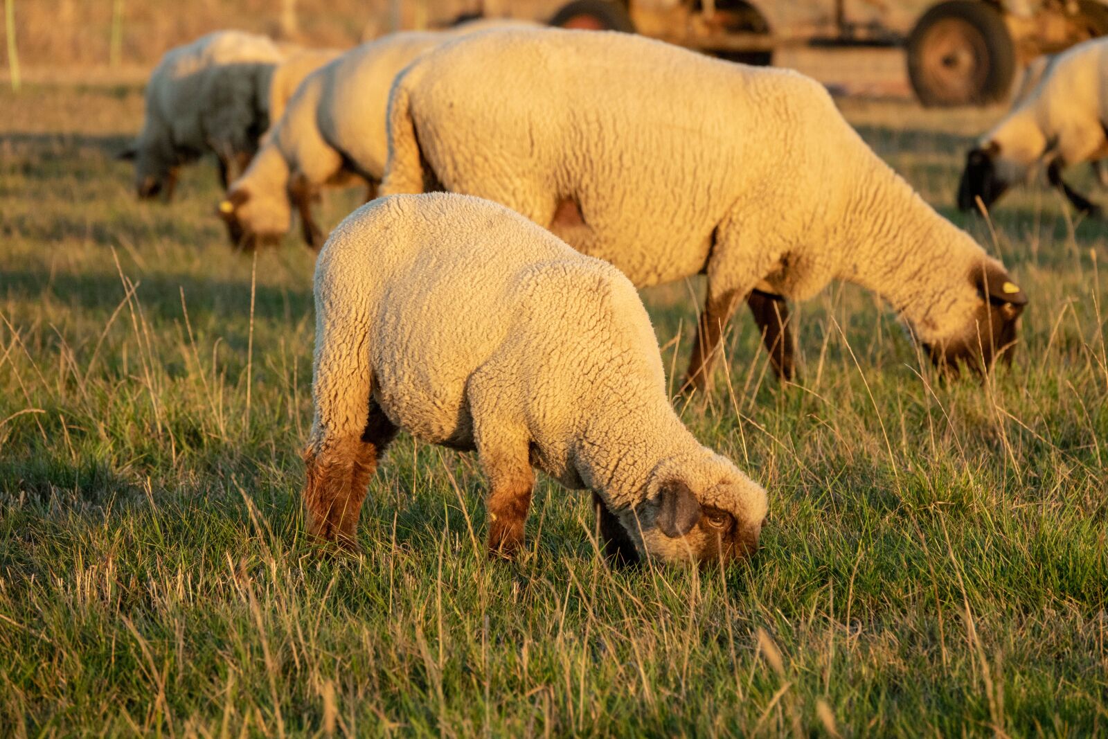 Sony Cyber-shot DSC-RX10 III sample photo. Sheep, pasture, lamb photography