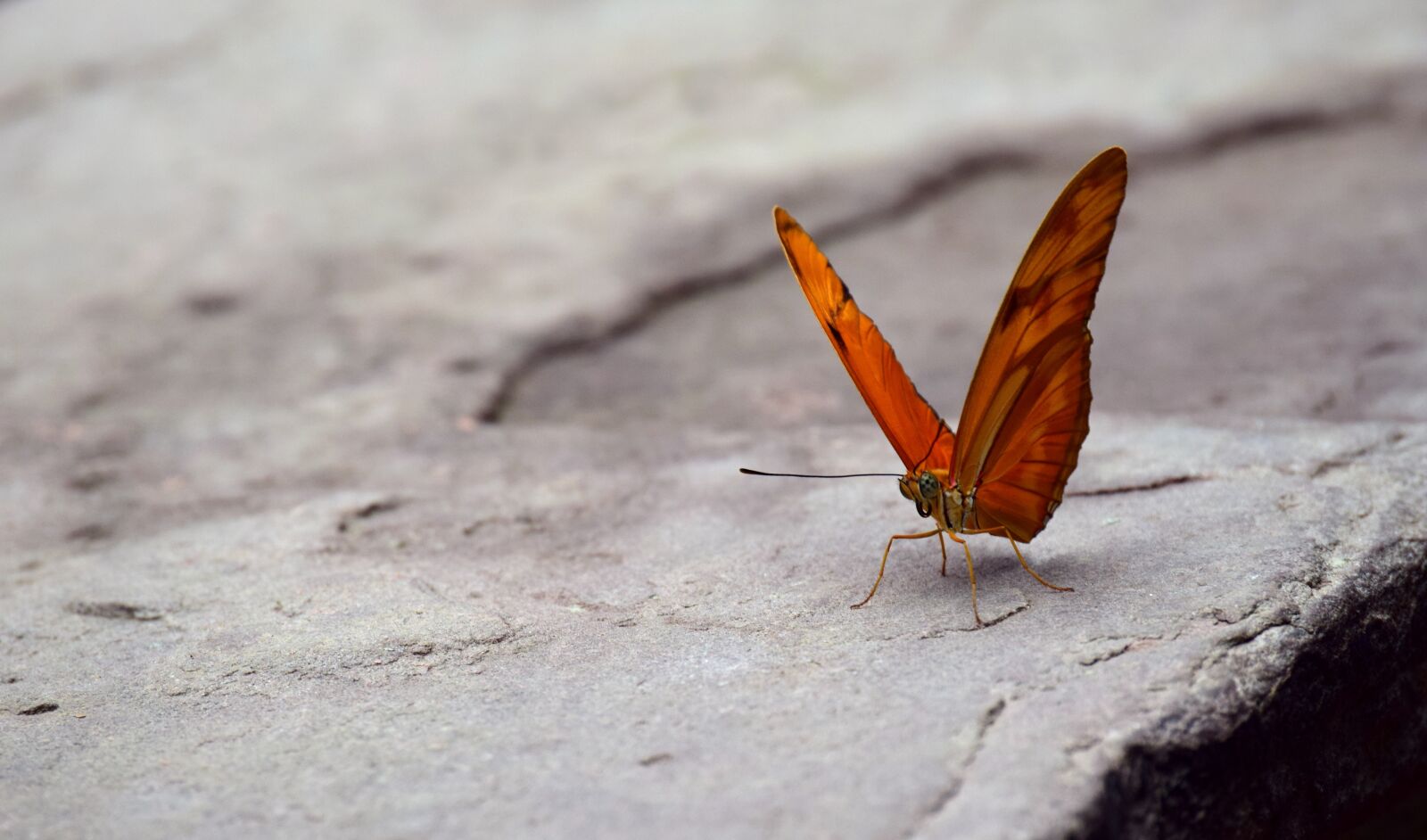 Nikon D3300 sample photo. Butterfly, wing, orange photography