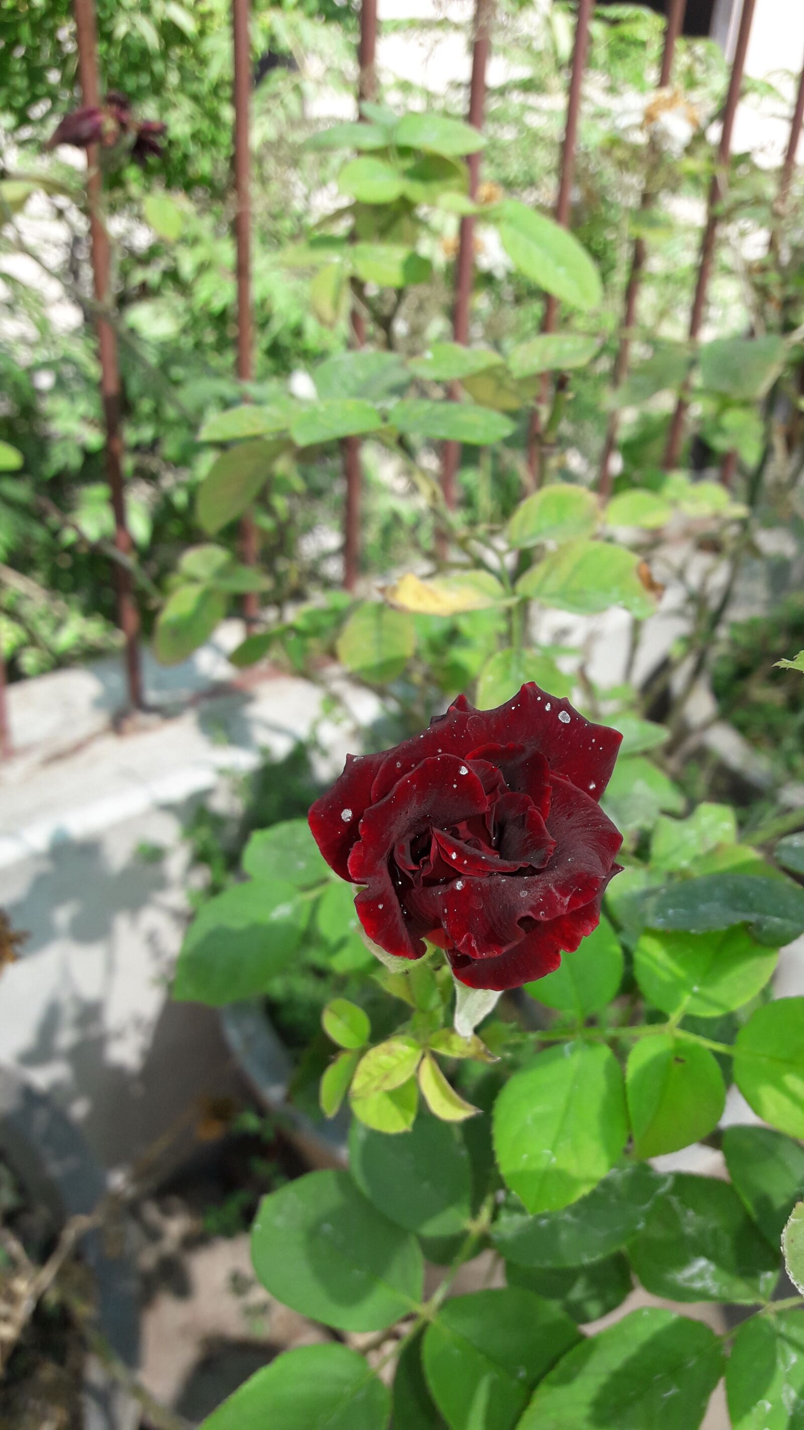 Samsung Galaxy J7 Neo sample photo. Rose, red rose, romantic photography