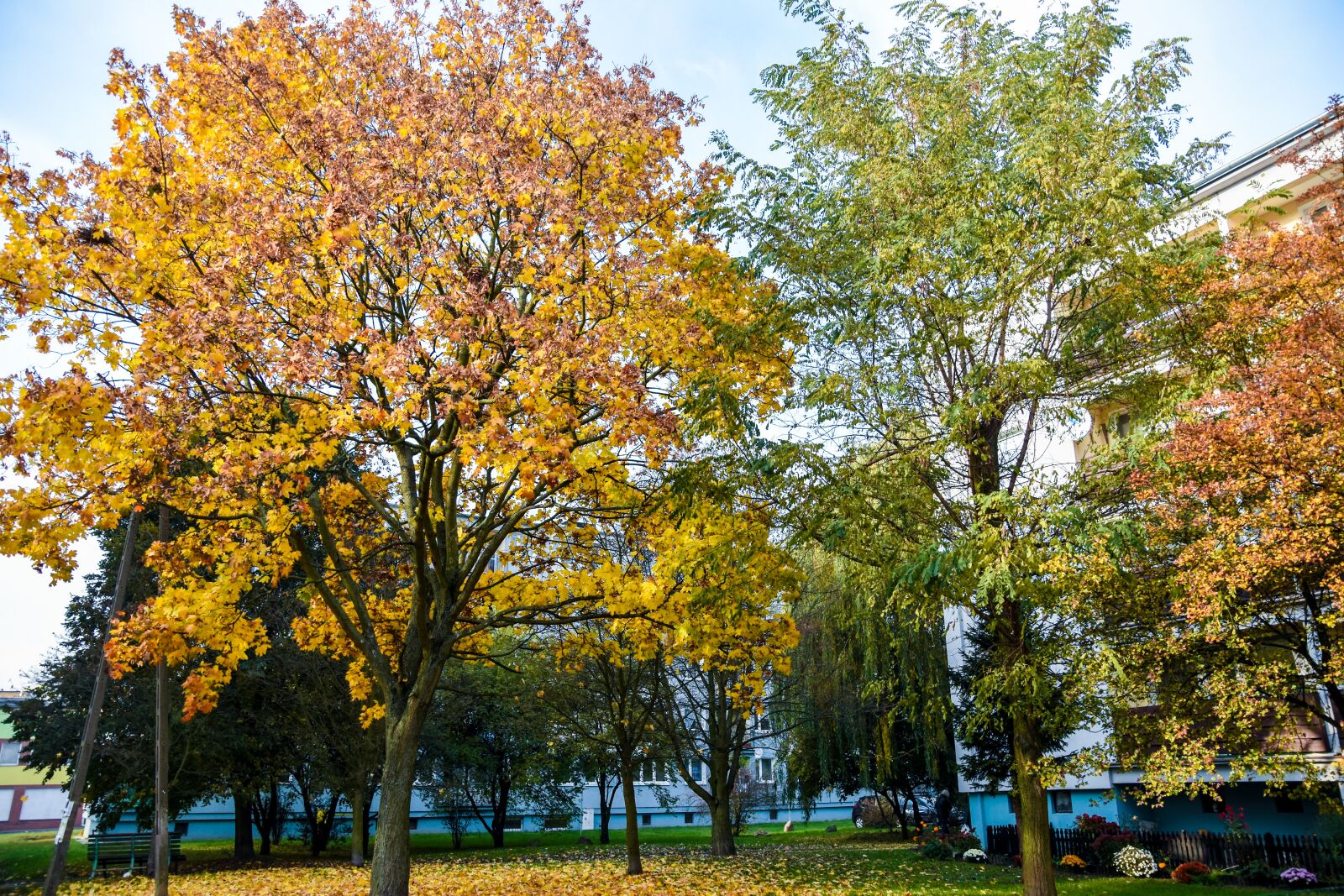 Nikon D7200 sample photo. Tree, autumn, colored photography