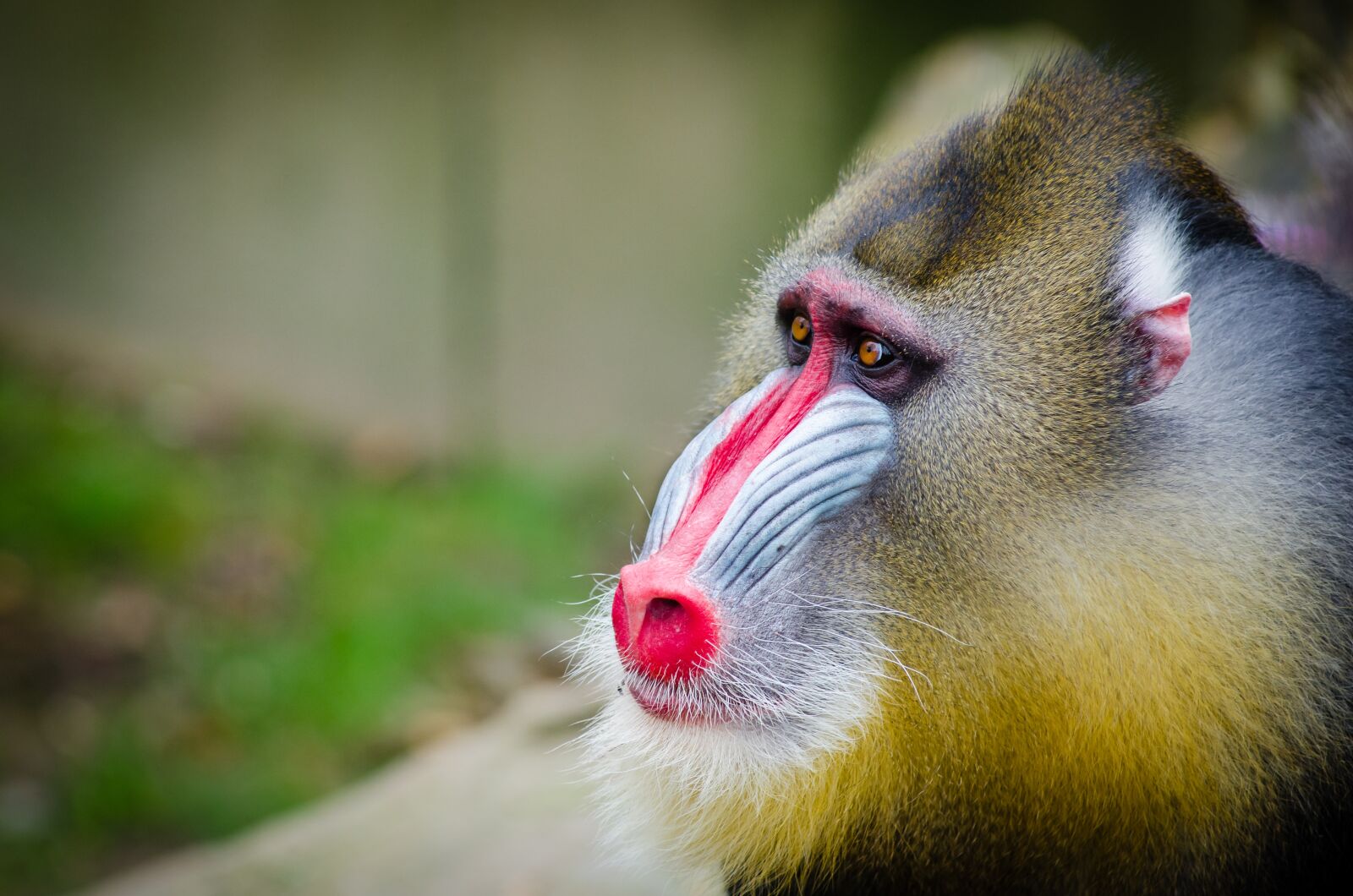 Nikon D7000 sample photo. Animal, close-up, cute photography