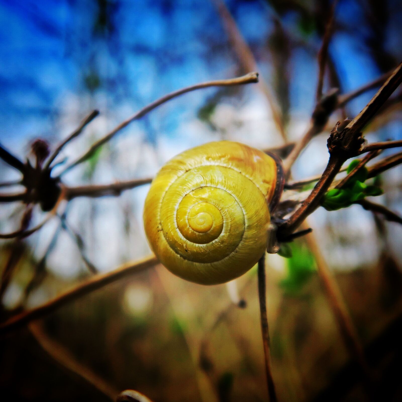 Canon PowerShot G7 X sample photo. Invertebrate, macro, nature, snail photography