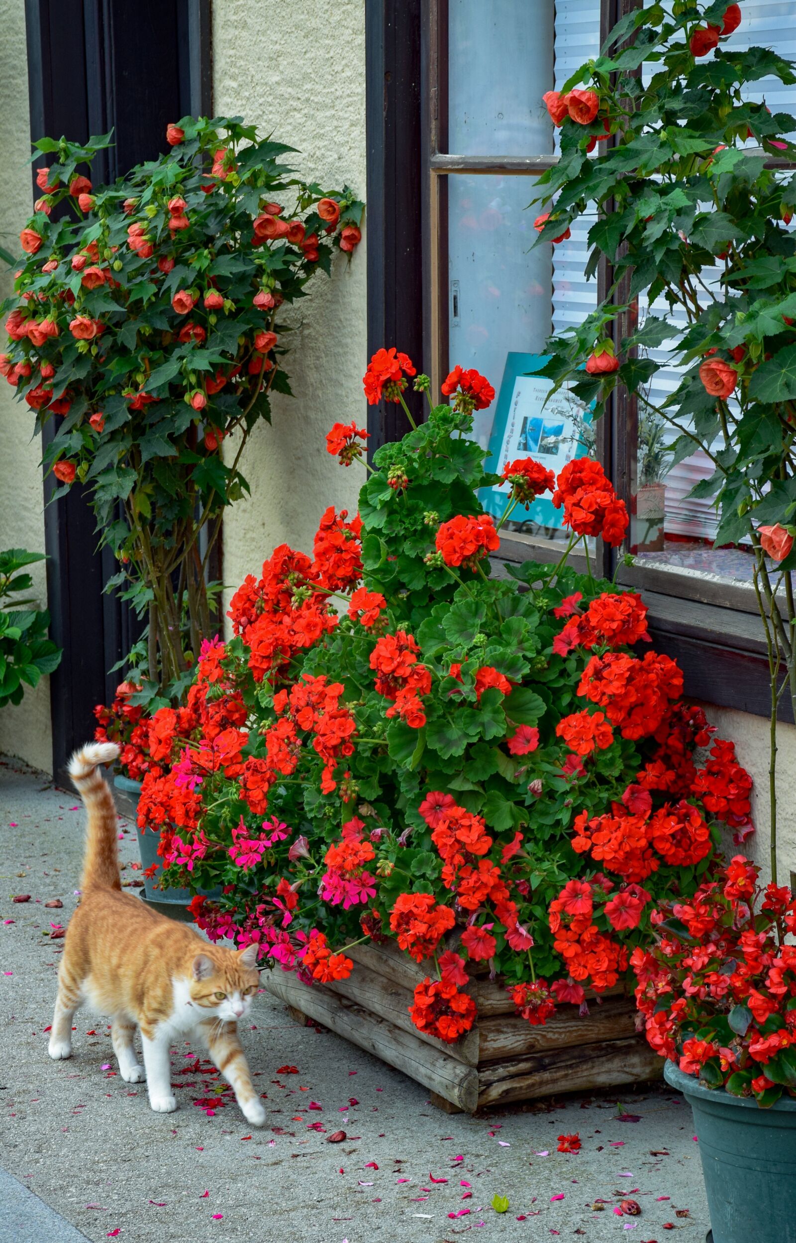 Nikon D5300 sample photo. Flowers, cat, animals photography