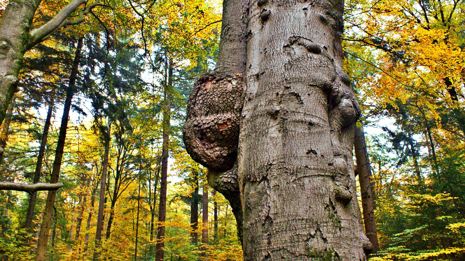Sony Alpha DSLR-A350 sample photo. Tree, tree trunk, tumor photography