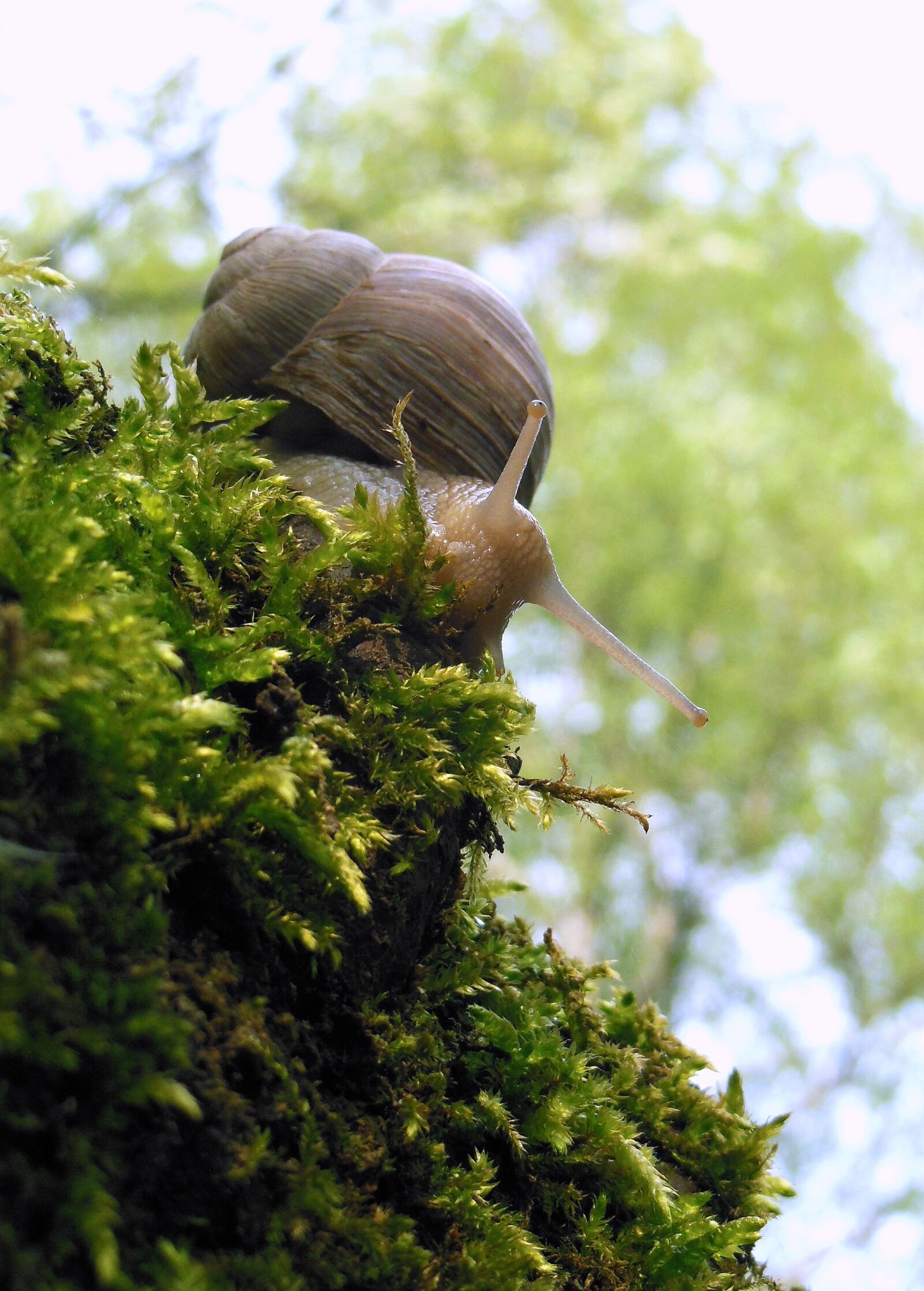 Nikon Coolpix S9300 sample photo. Snail, forest, mollusk photography