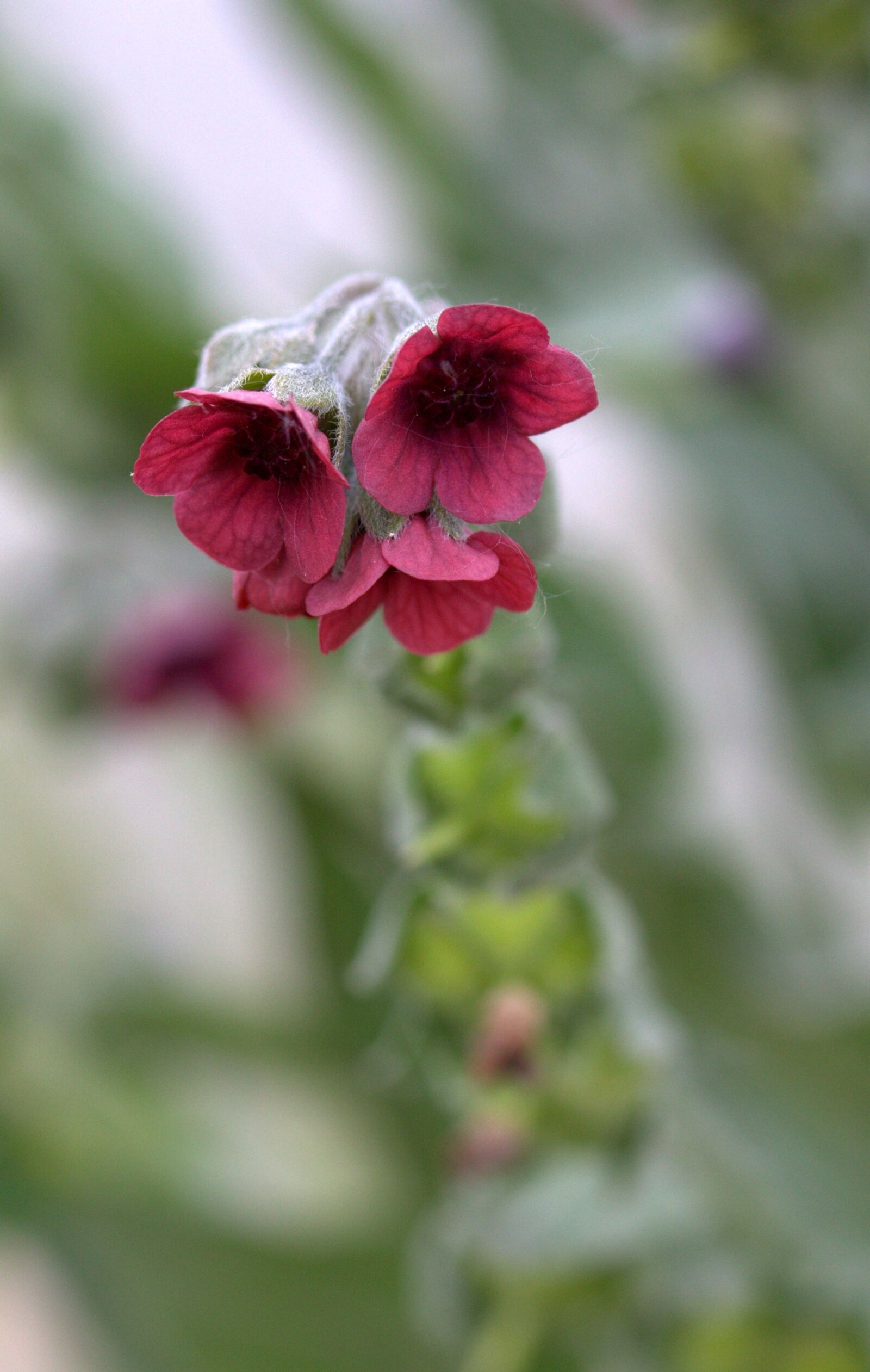 Canon EF-S 60mm F2.8 Macro USM sample photo. Bell, flower, red photography