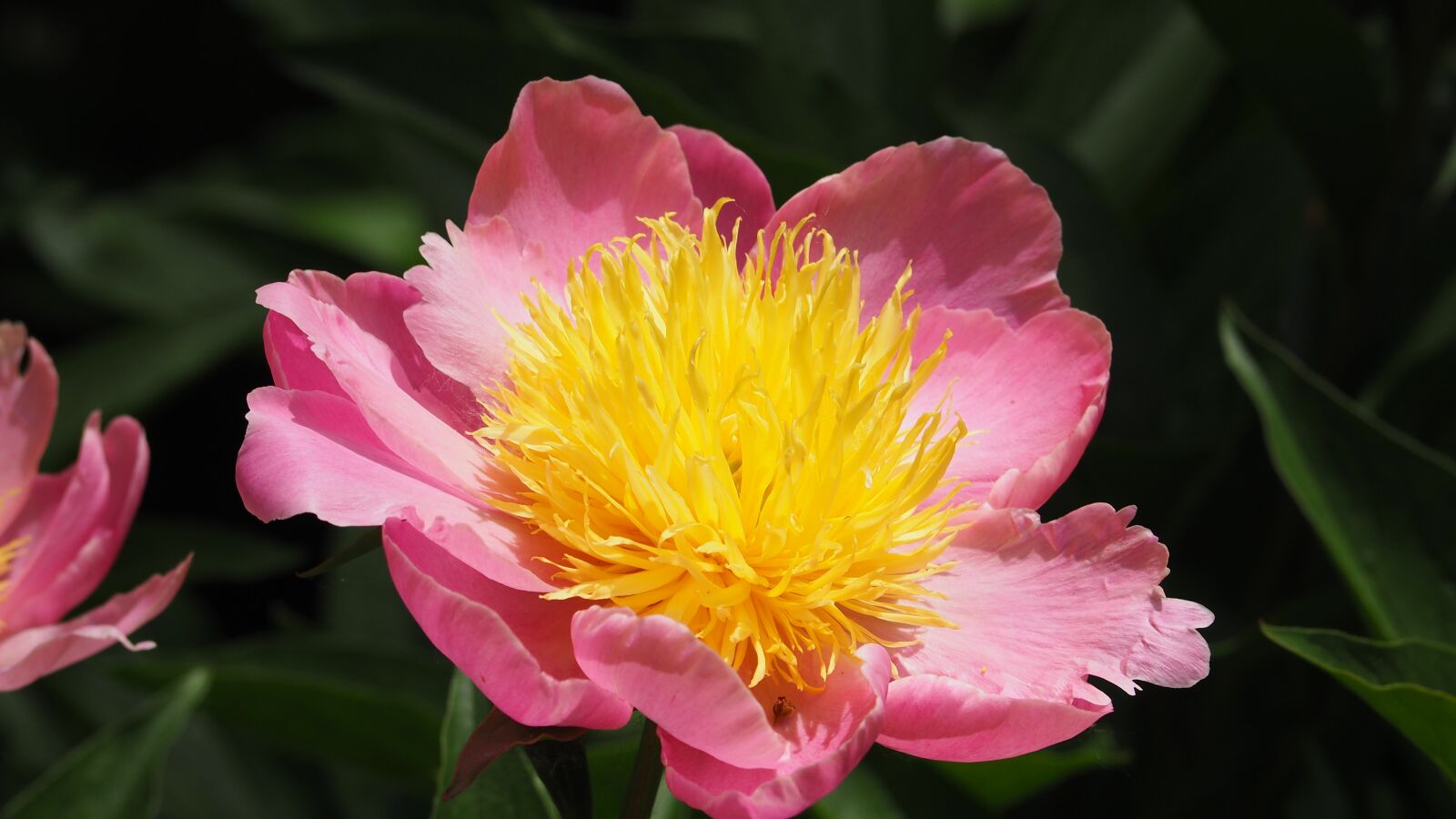 Olympus OM-D E-M10 II sample photo. Pink flower, yellow center photography
