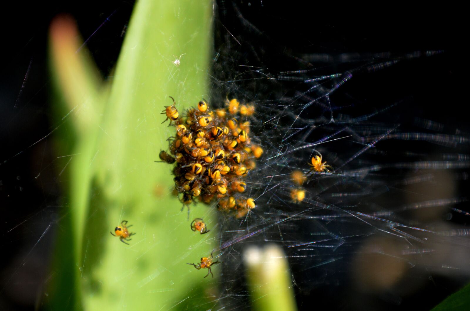 Nikon D3200 sample photo. Spider nest, baby spiders photography