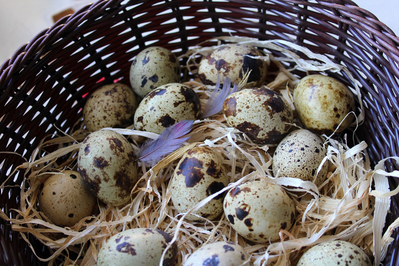 Canon EOS 1200D (EOS Rebel T5 / EOS Kiss X70 / EOS Hi) sample photo. Eggs, shopping cart, quail photography