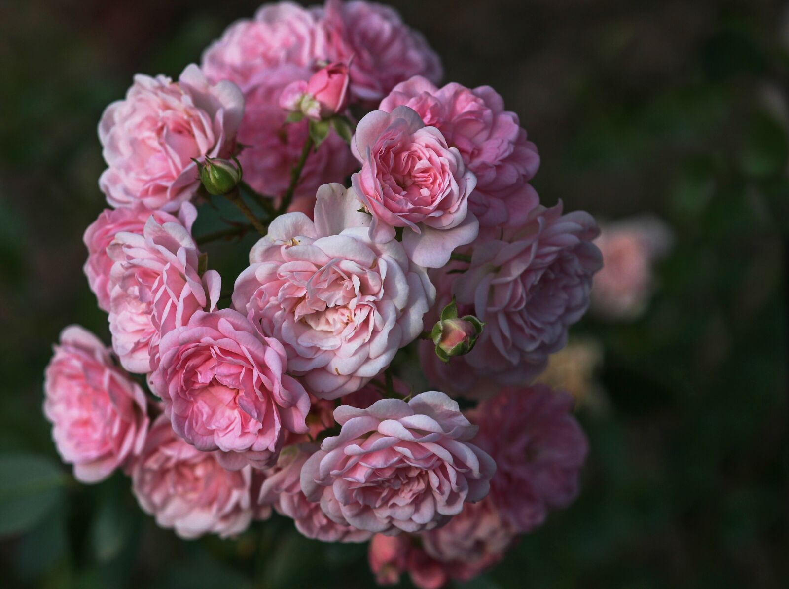 Canon EOS 1100D (EOS Rebel T3 / EOS Kiss X50) sample photo. Rose flower, rose petals photography