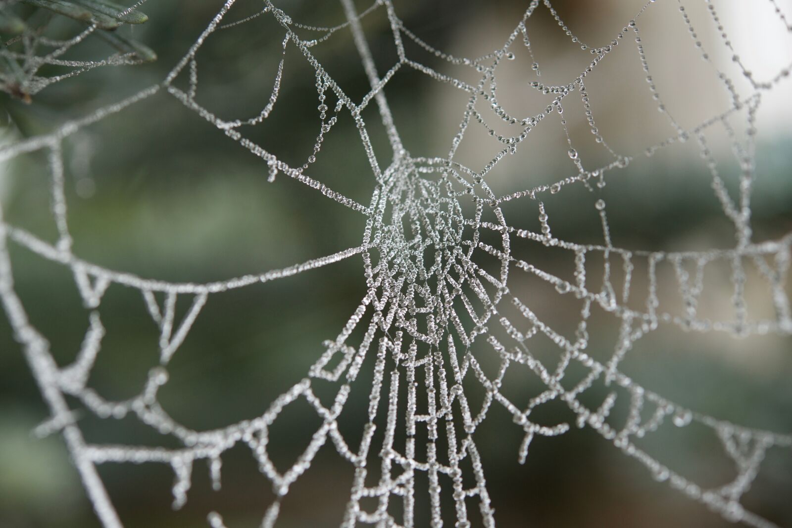 Nikon D800 sample photo. Cobweb, hoarfrost, drip photography