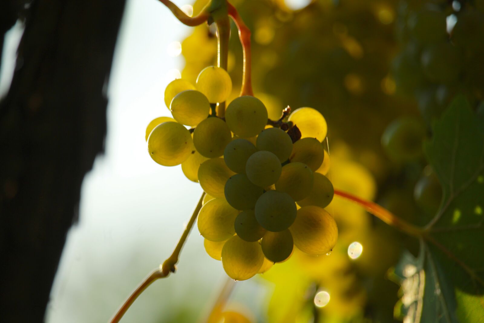 Canon EOS 1200D (EOS Rebel T5 / EOS Kiss X70 / EOS Hi) sample photo. Grapes, wine, retro photography