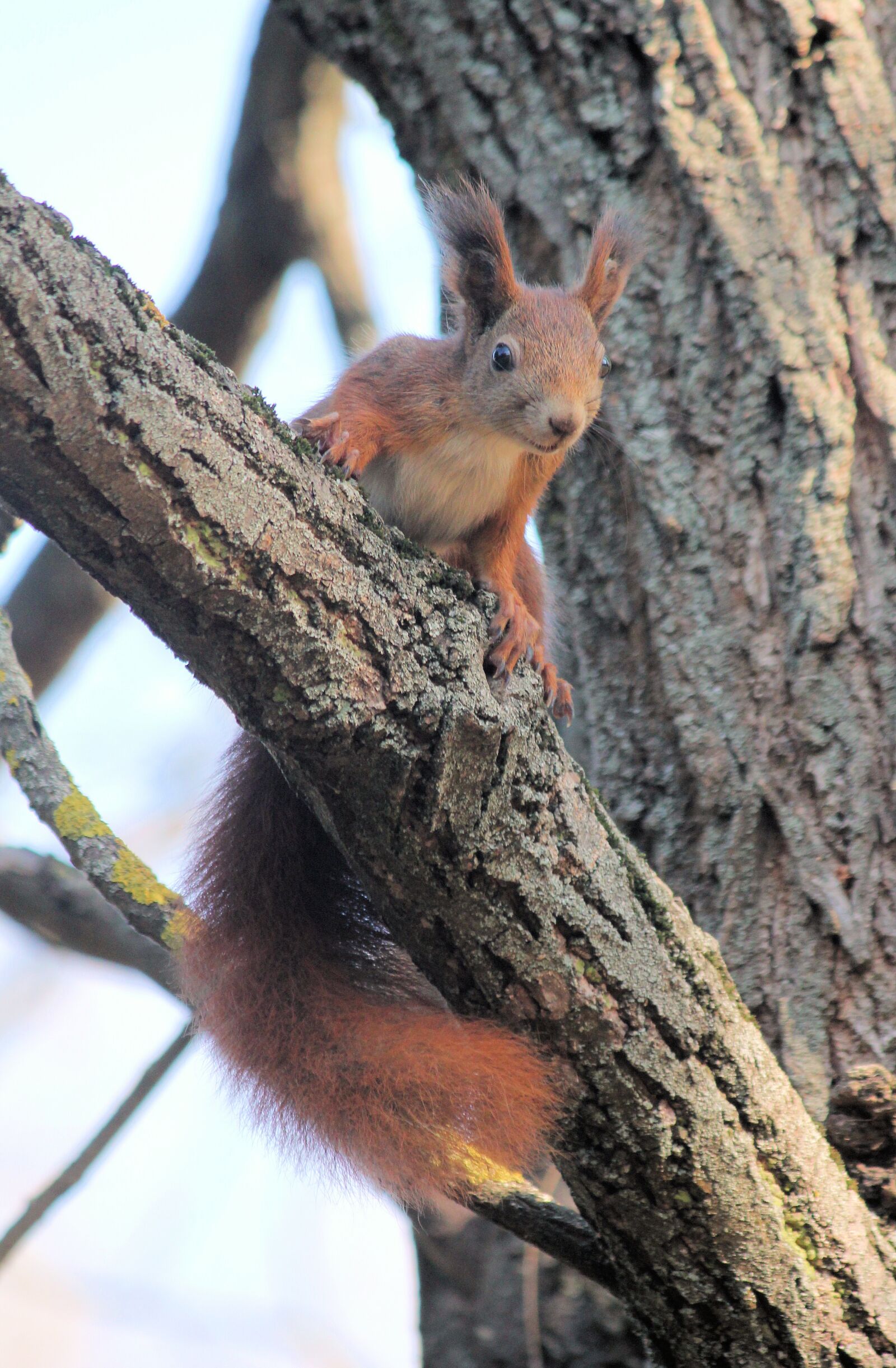 Canon EOS 550D (EOS Rebel T2i / EOS Kiss X4) sample photo. The squirrel, animal, rodent photography