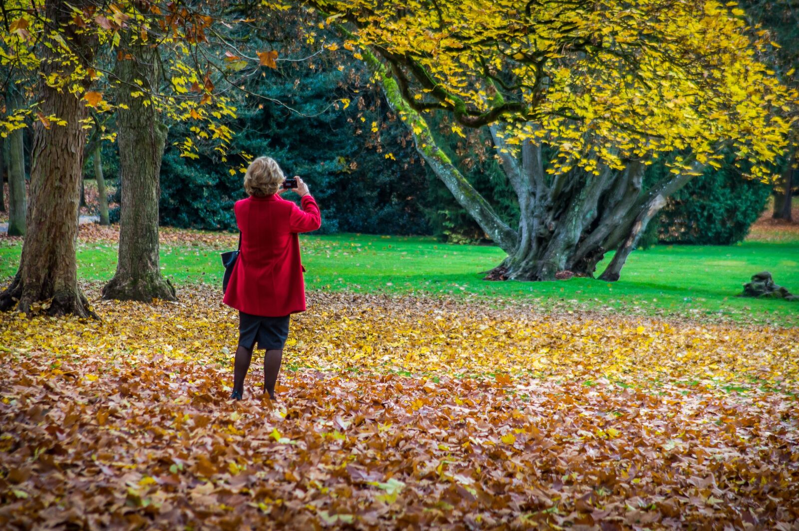 Sony SLT-A37 sample photo. Autumn, leaves, photo photography