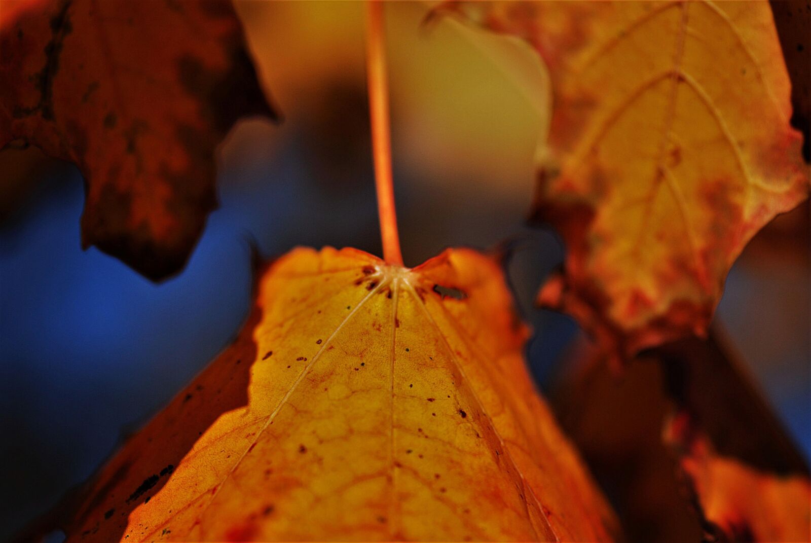 Nikon D80 sample photo. Leaf, close up, autumn photography