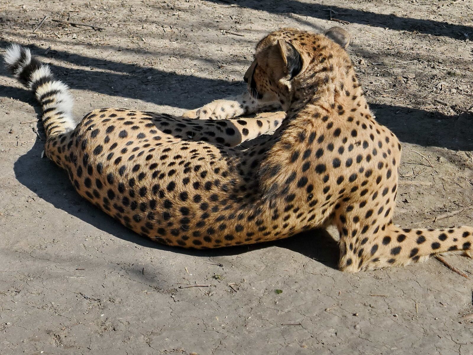 Nikon D5500 sample photo. Wildlife, wild, cat, cheetah photography