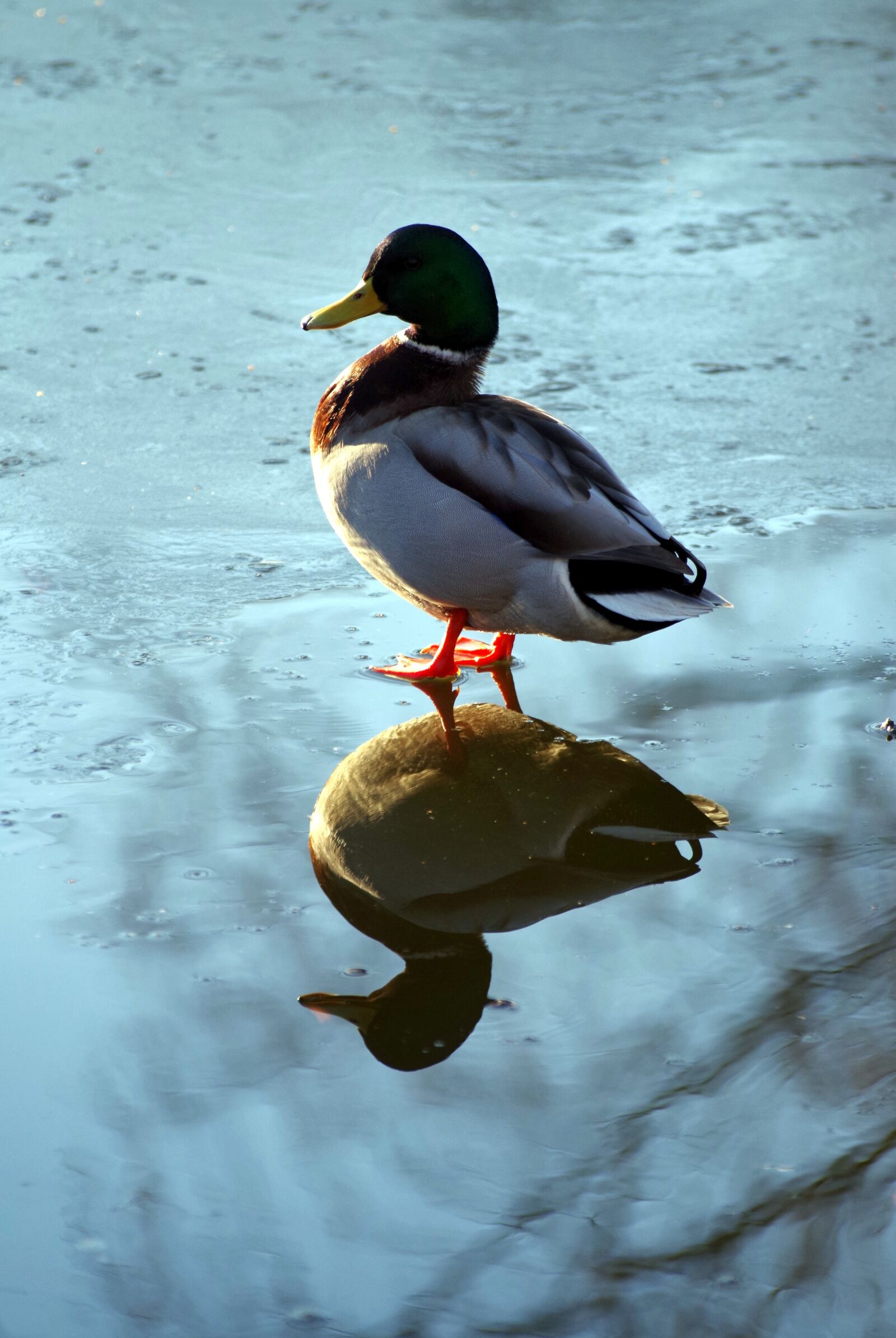 Pentax K-30 sample photo. Duck, frozen, bird photography