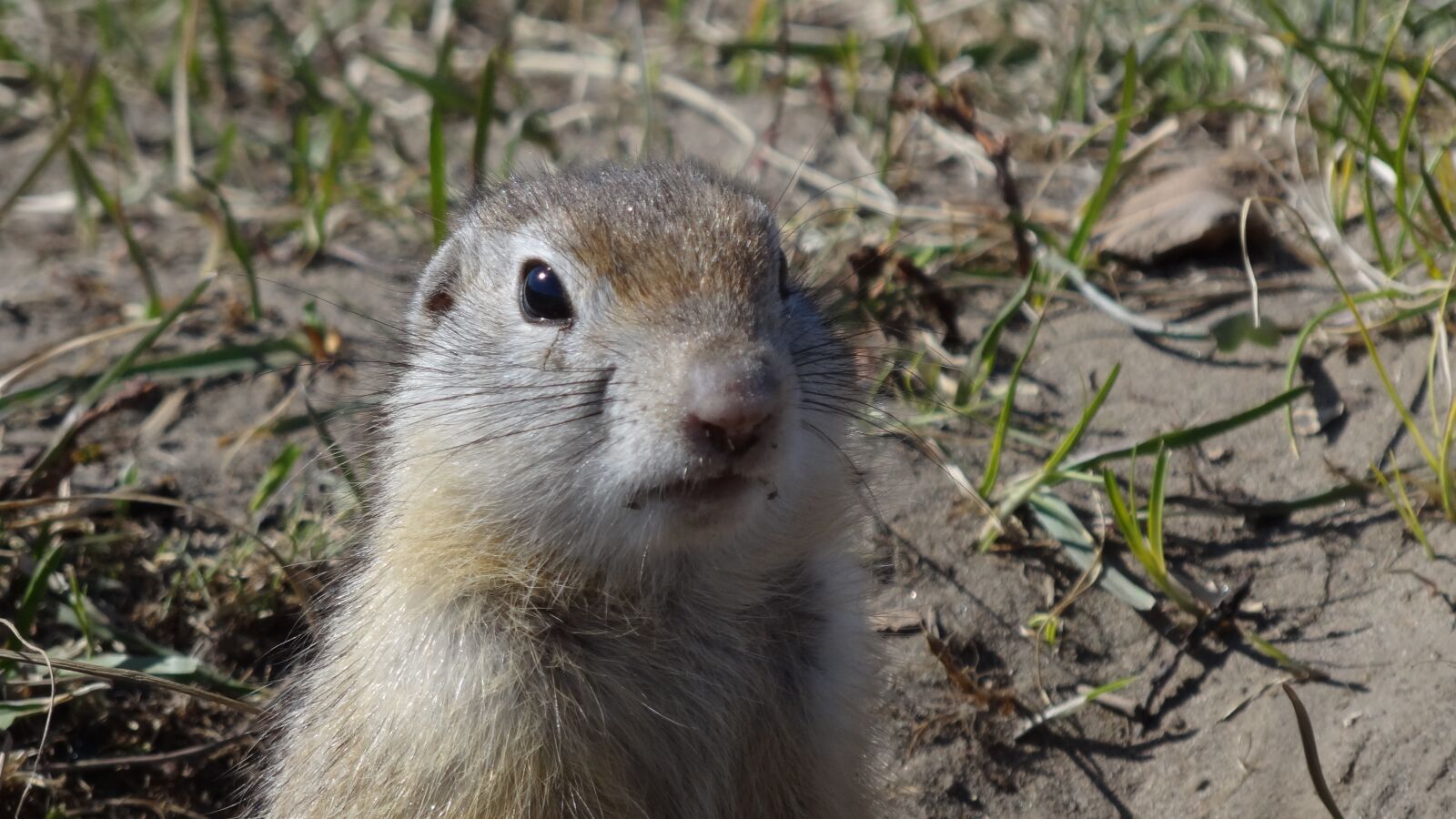 Sony Cyber-shot DSC-HX100V sample photo. Gopher, animals, rodent photography