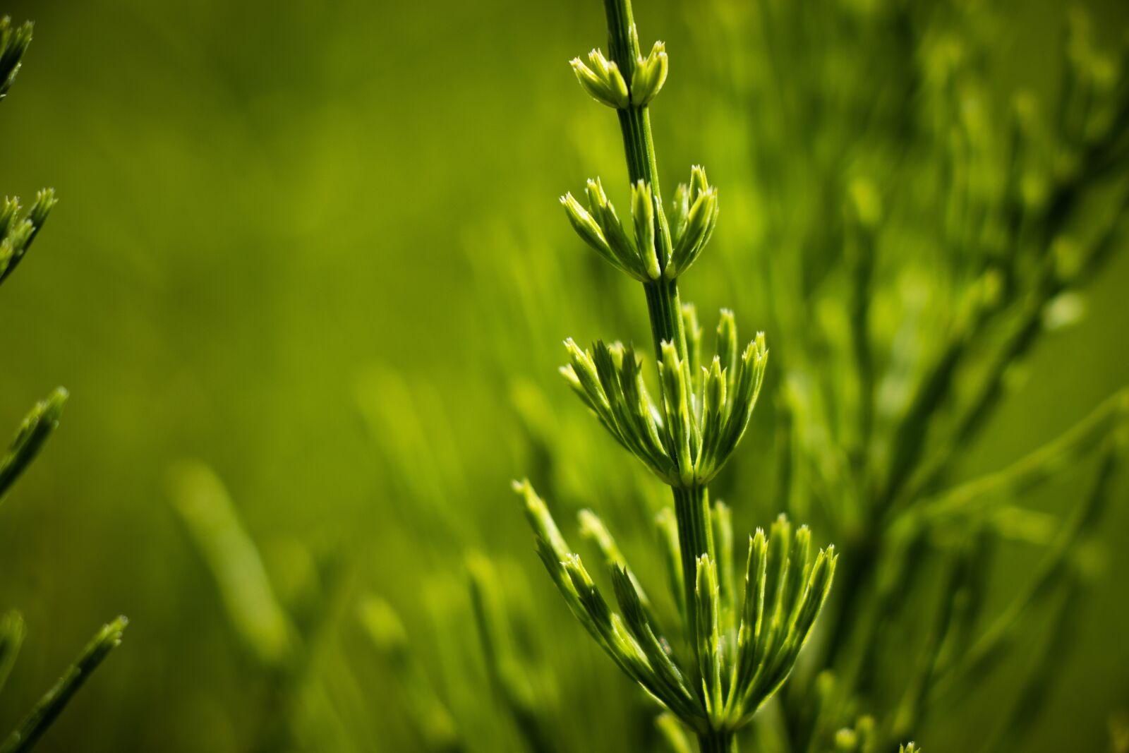 Canon EF-S 18-135mm F3.5-5.6 IS USM sample photo. Horsetail, green, plant photography
