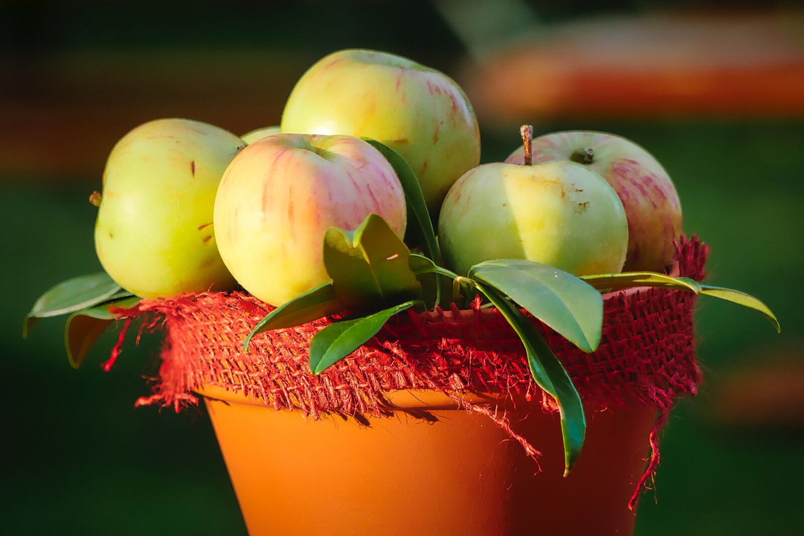 Panasonic Lumix DMC-GX8 sample photo. Harvest, autumn, apple photography