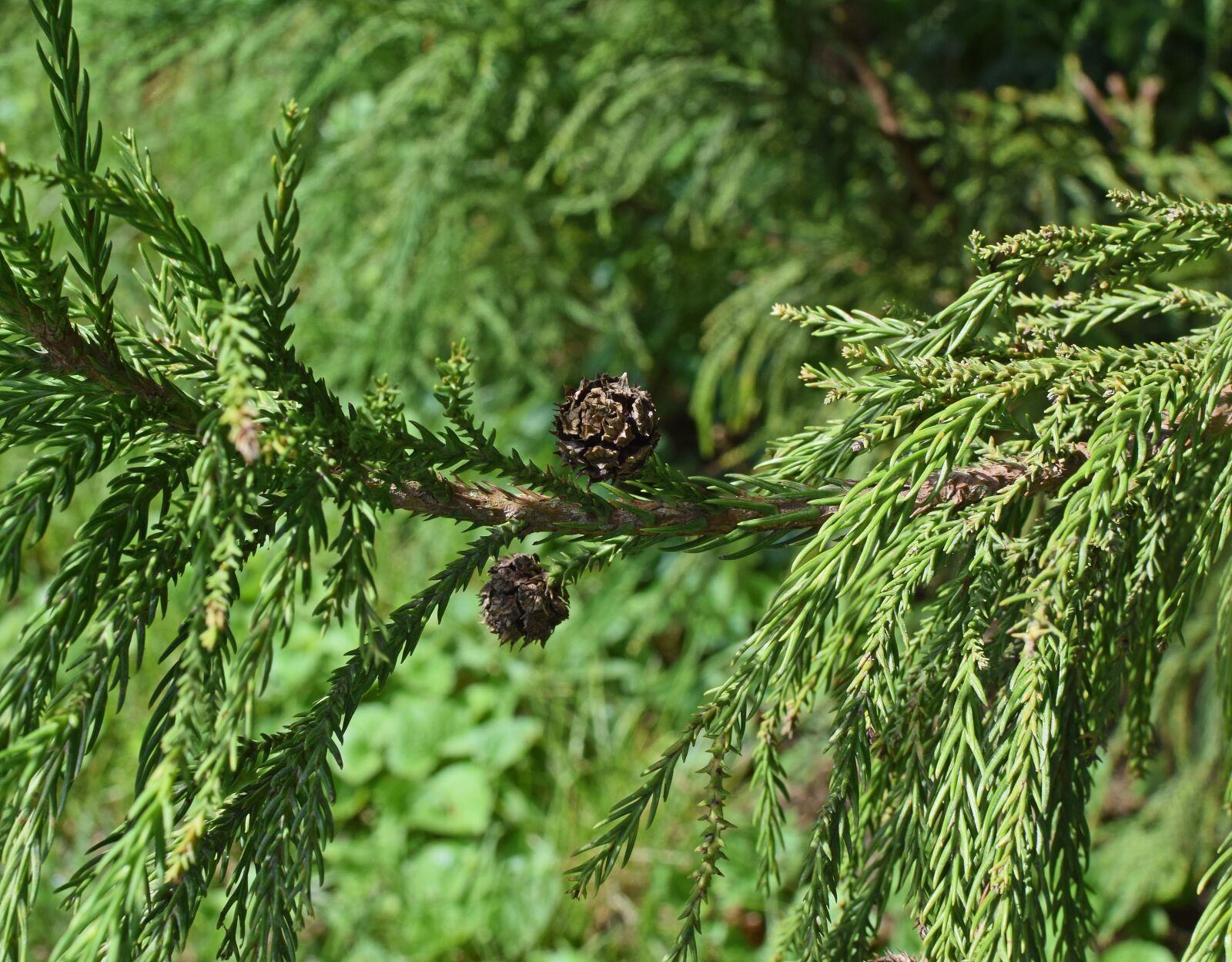 Nikon D3300 sample photo. Leyland cyprus, cones, evergreen photography