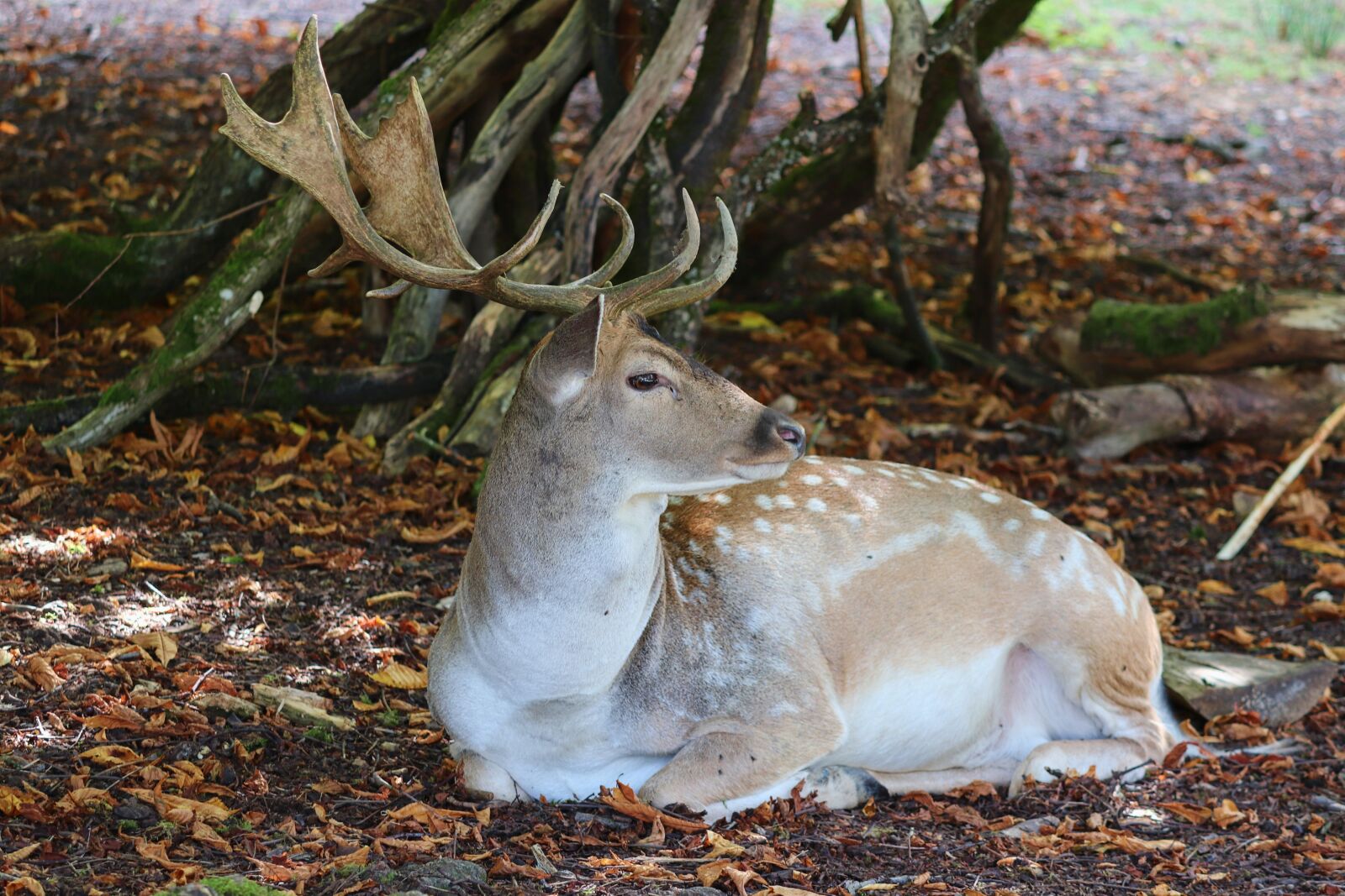Canon EOS 200D (EOS Rebel SL2 / EOS Kiss X9) sample photo. Sika deer, noble deer photography