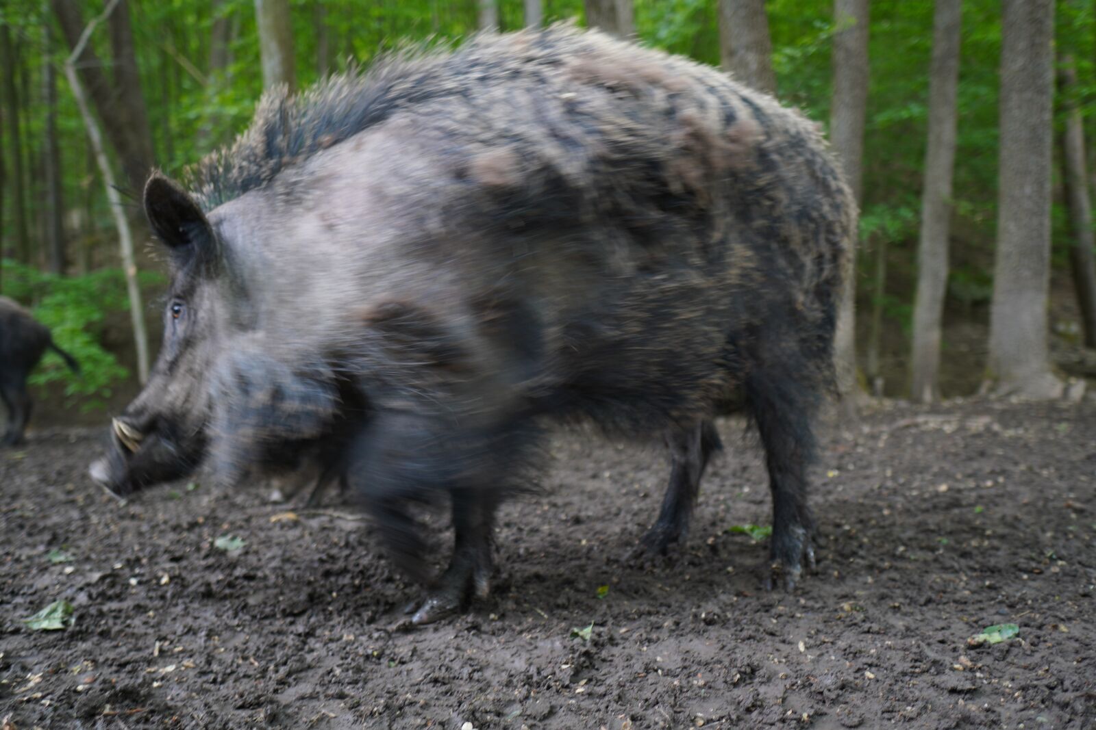 Sony a6400 + Sigma 16mm F1.4 DC DN | C sample photo. Wild boar, pig, sows photography