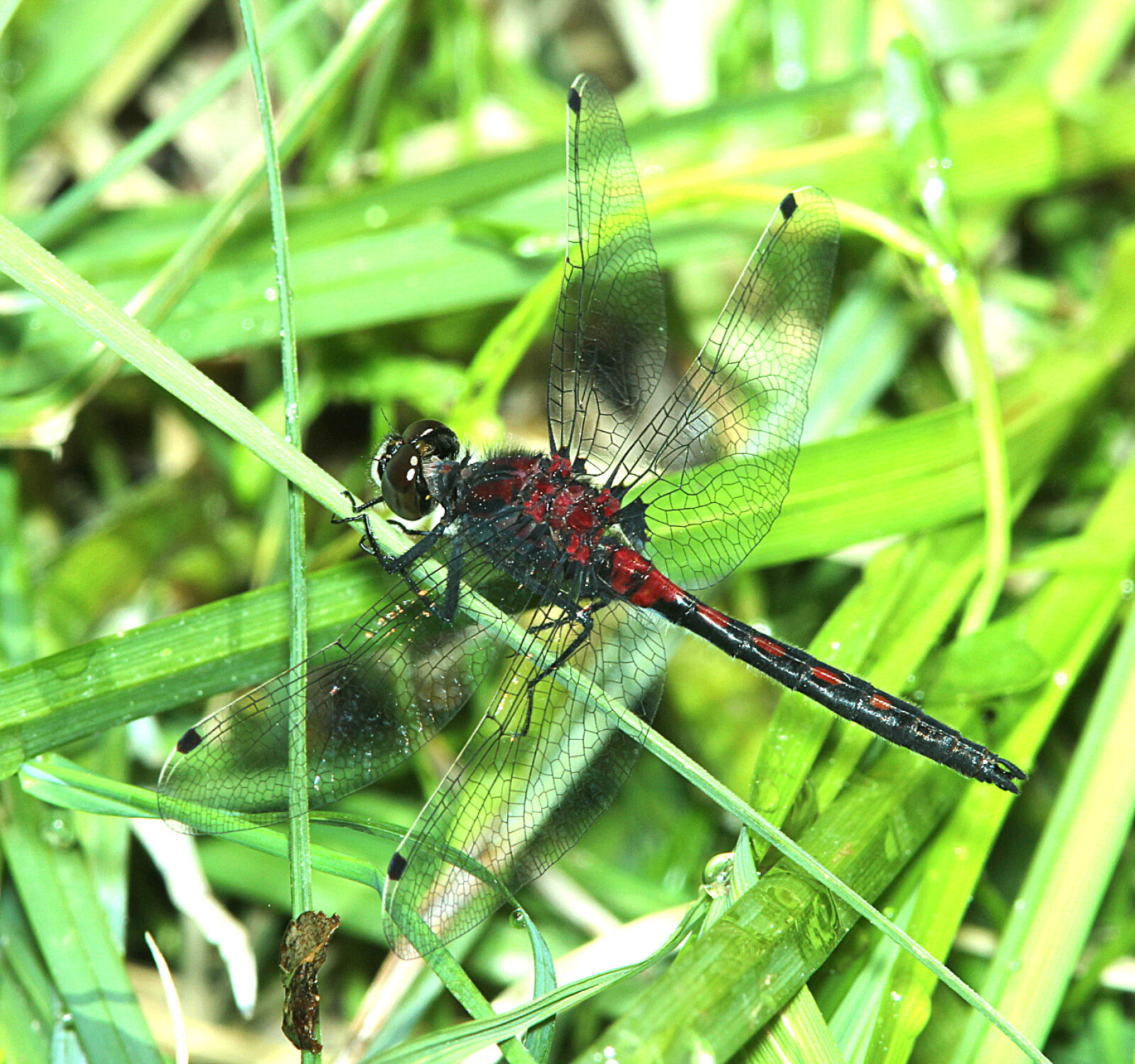 Canon EF 300mm F4L IS USM sample photo