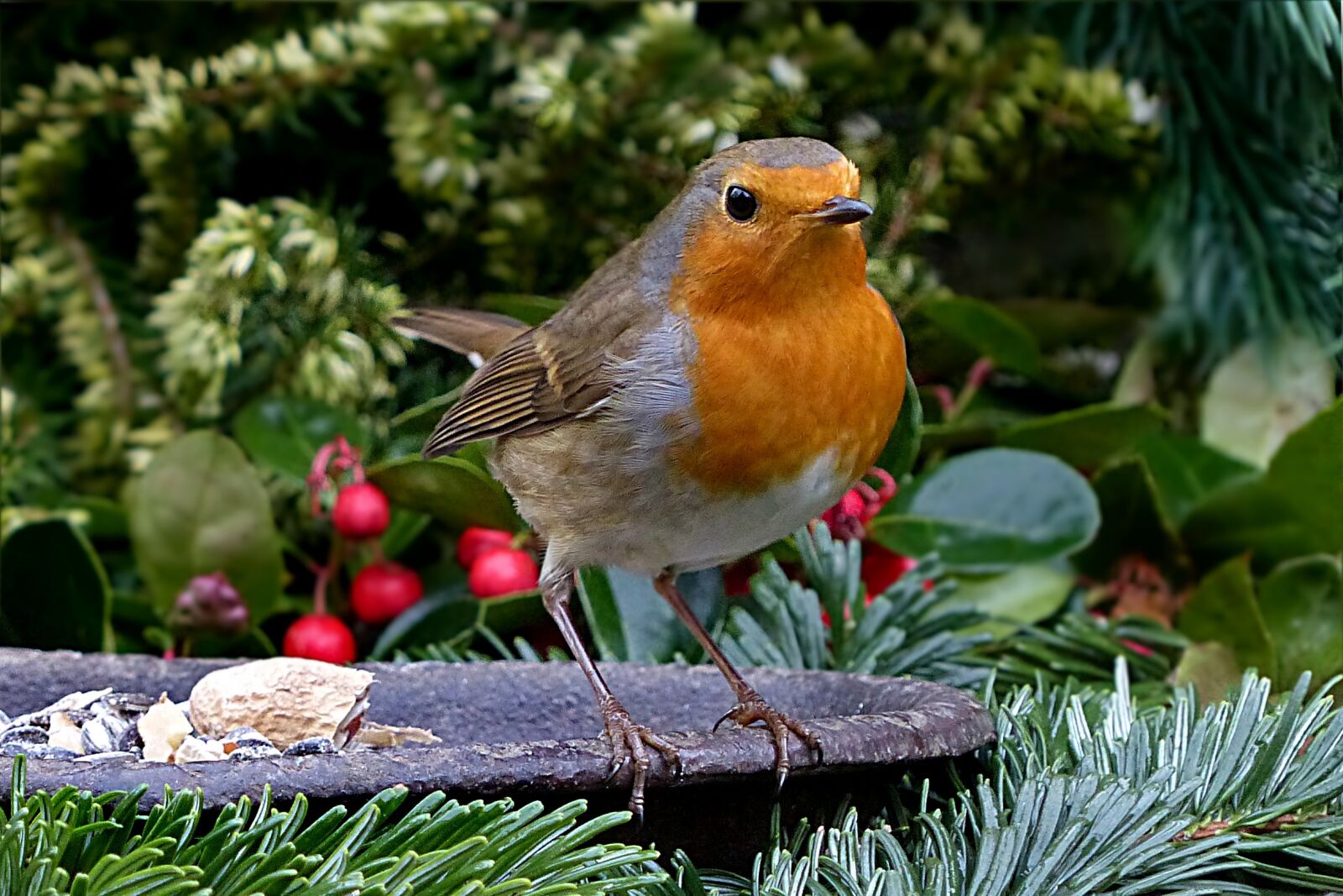 Panasonic Lumix DMC-FZ200 sample photo. Robin, erithacus rubecula, small photography