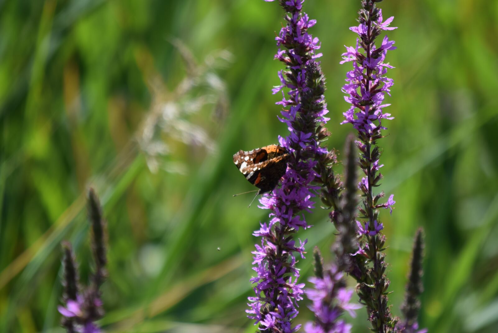 Nikon D3300 sample photo. Butterfly, flowers, violet photography