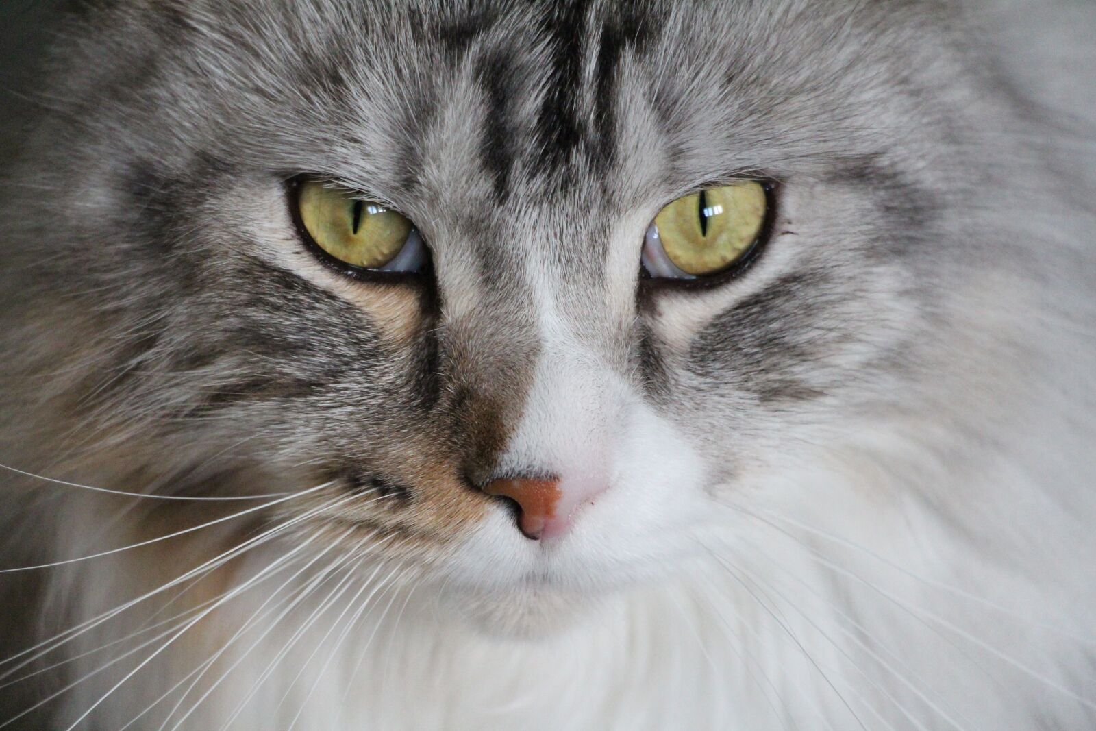 Canon EOS 650D (EOS Rebel T4i / EOS Kiss X6i) sample photo. Cat, main coon, maine photography