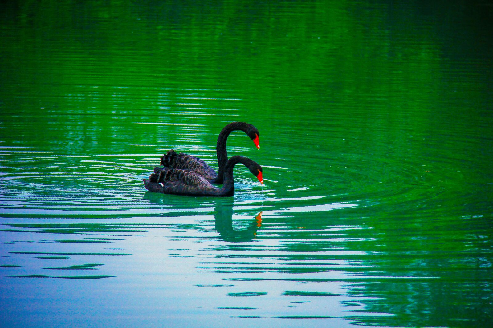 Canon EF-S 18-200mm F3.5-5.6 IS sample photo. Electronic hkust, black swan photography
